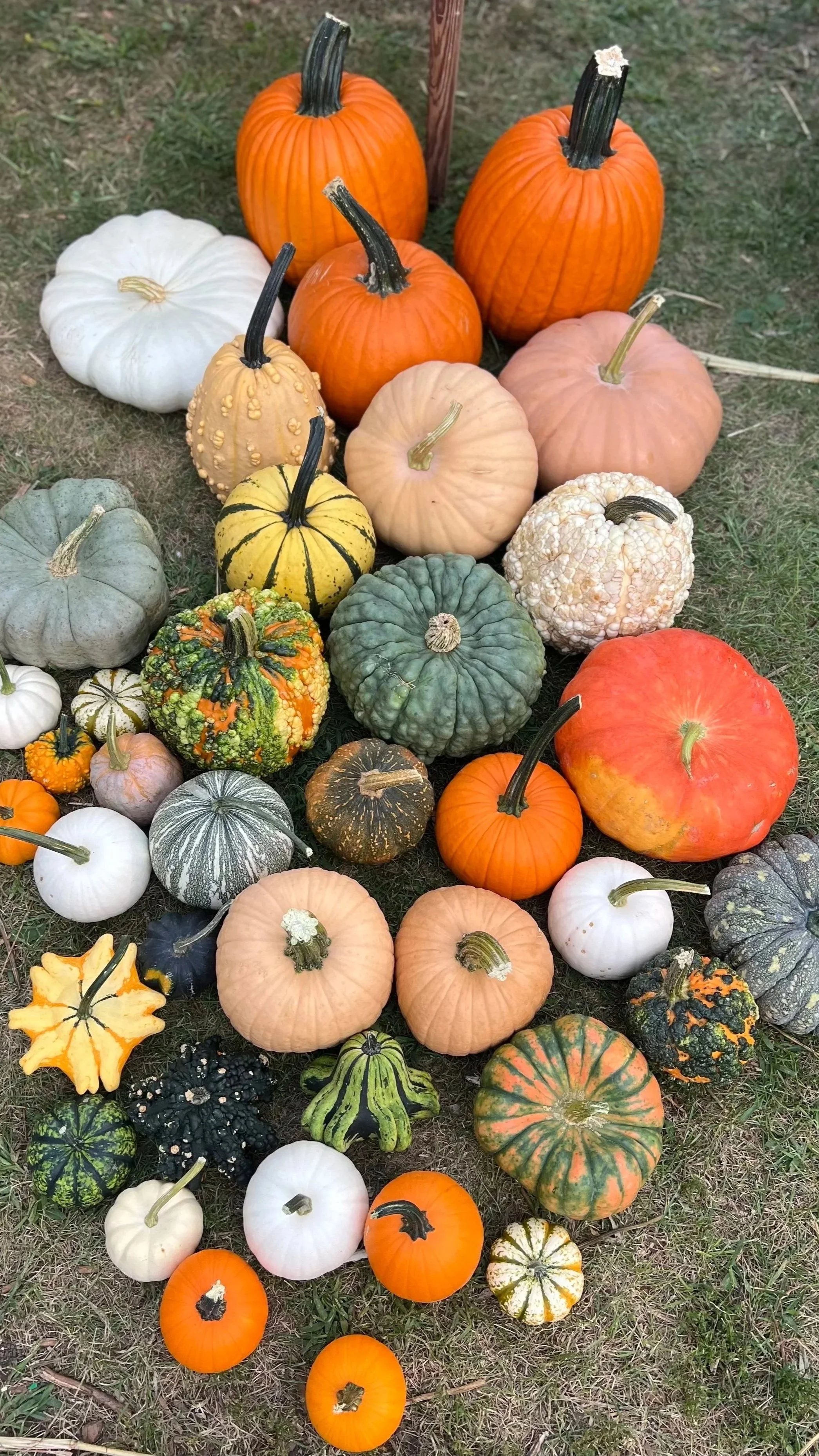 Gourdgeous Pumpkins, Oh My!