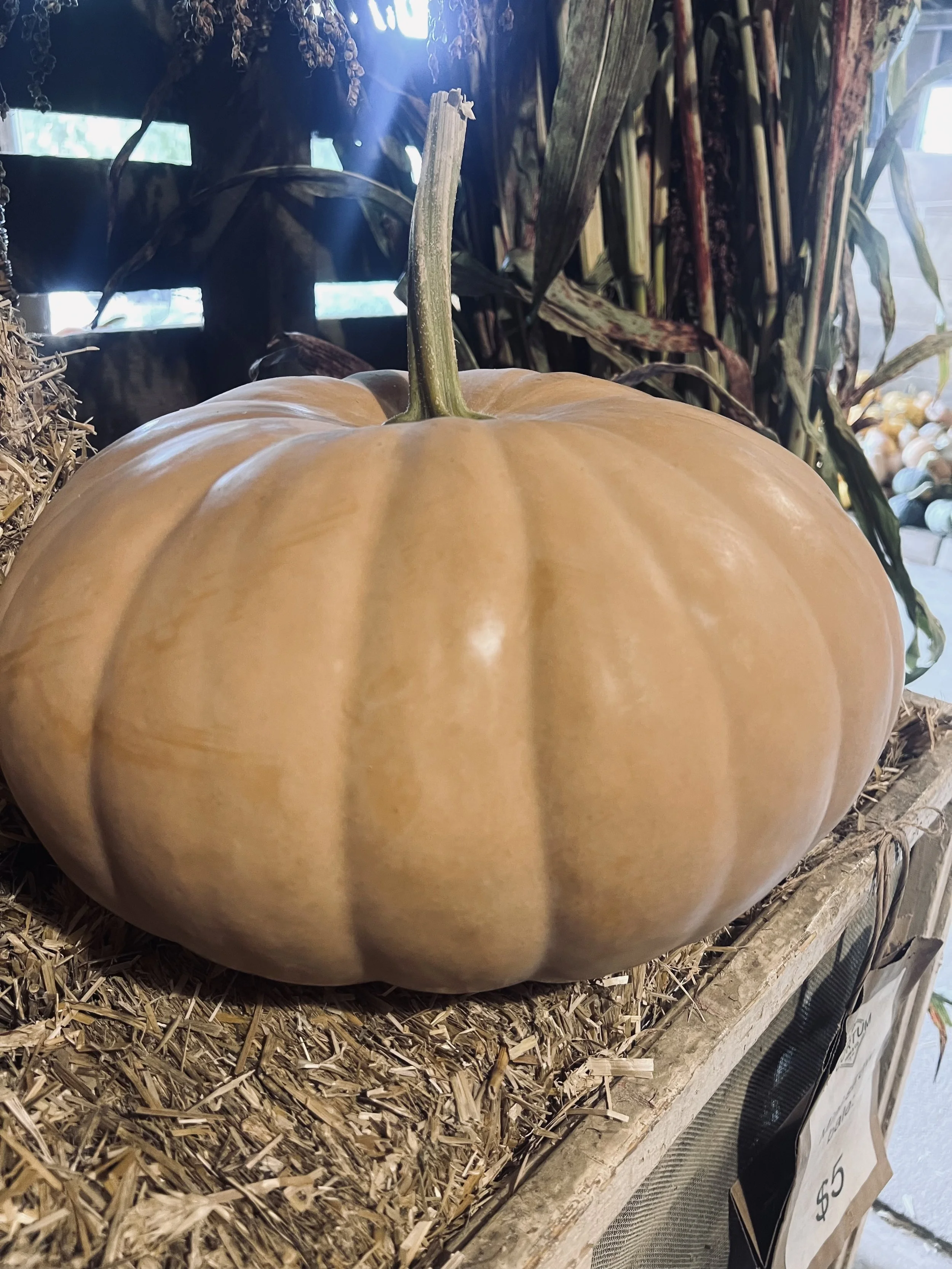 Large Pumpkin