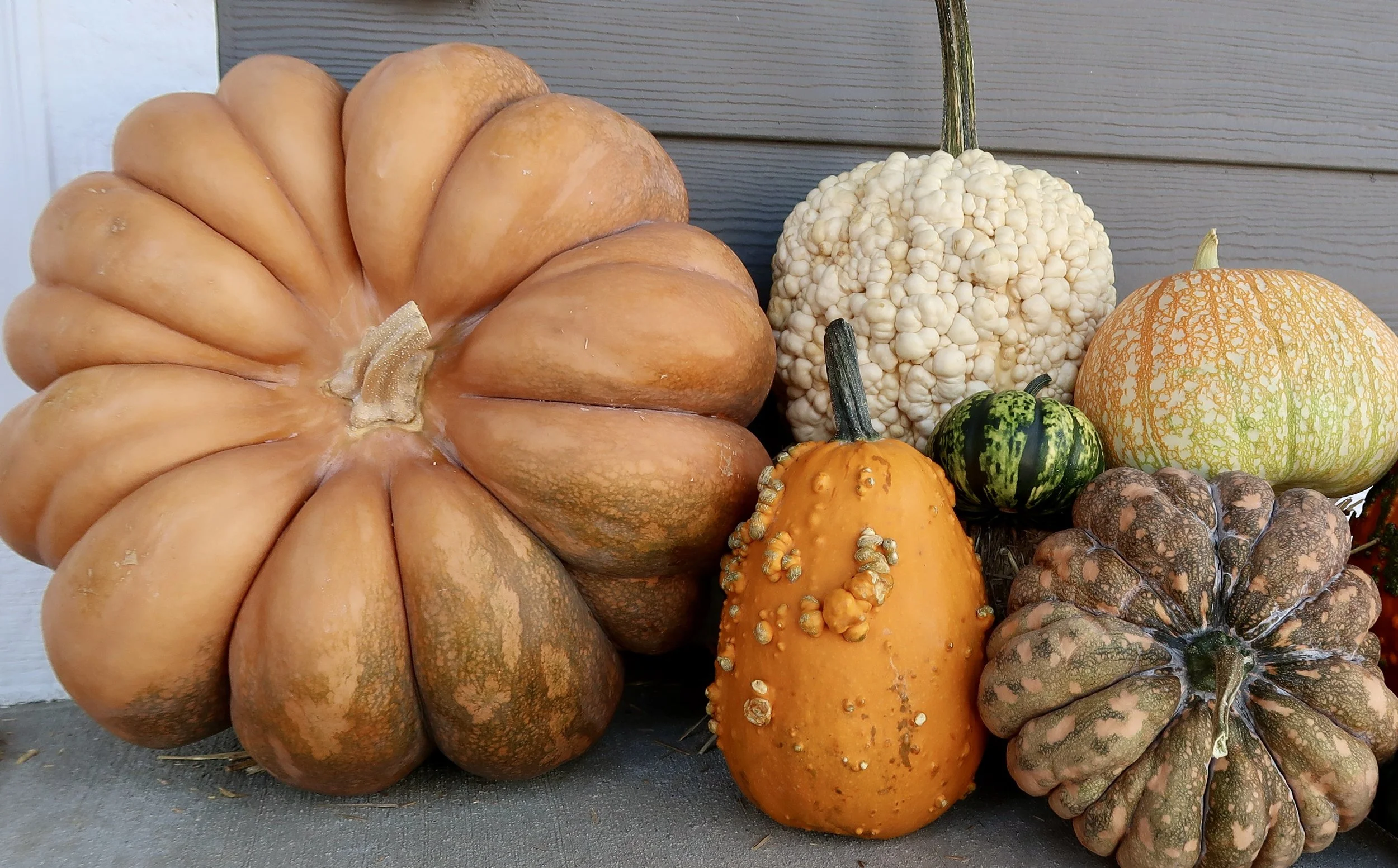 Gourdgeous Pumpkins, Oh My!