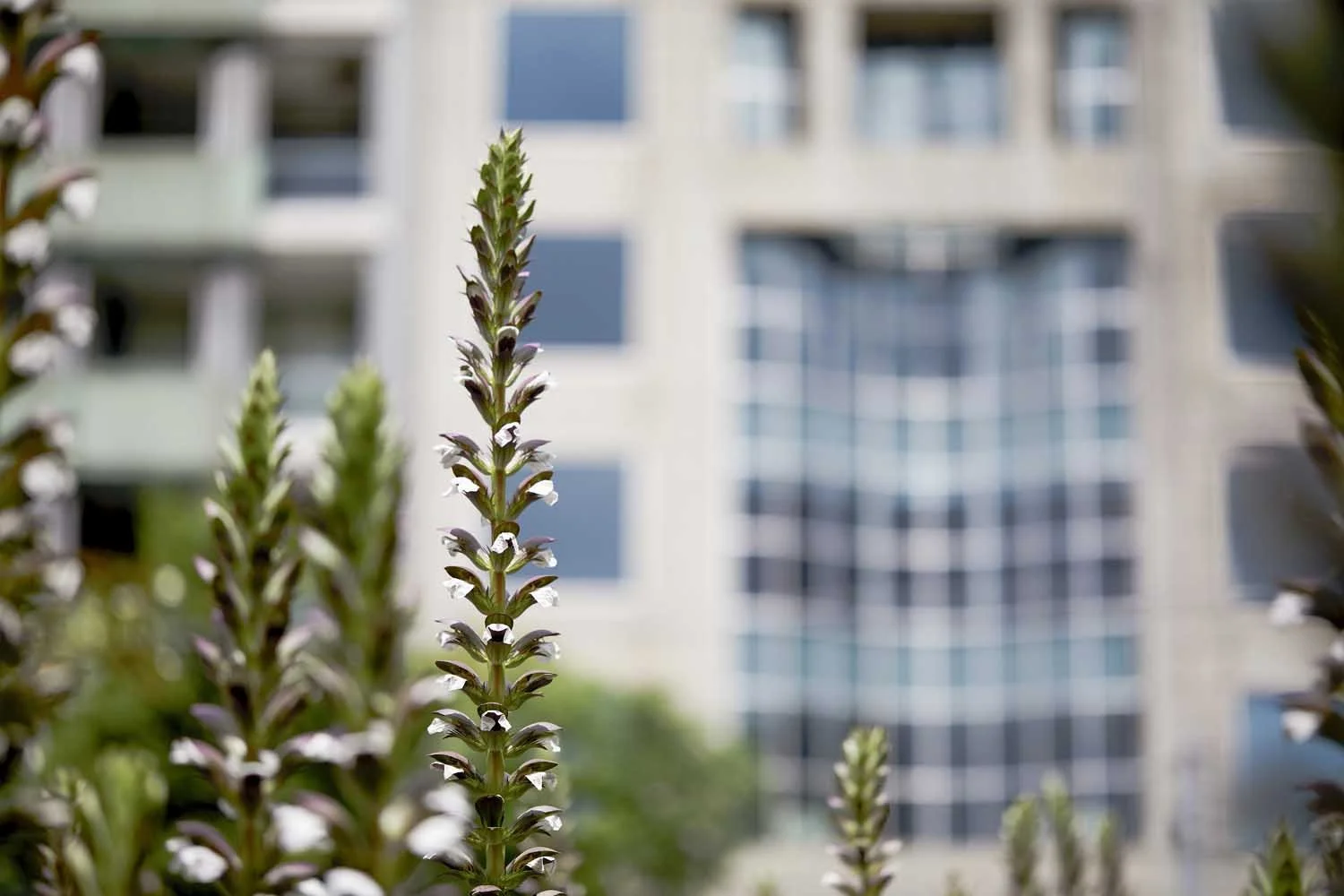 Close-up of tall flowering plants with purple and white blooms in front of a modern building with glass windows.