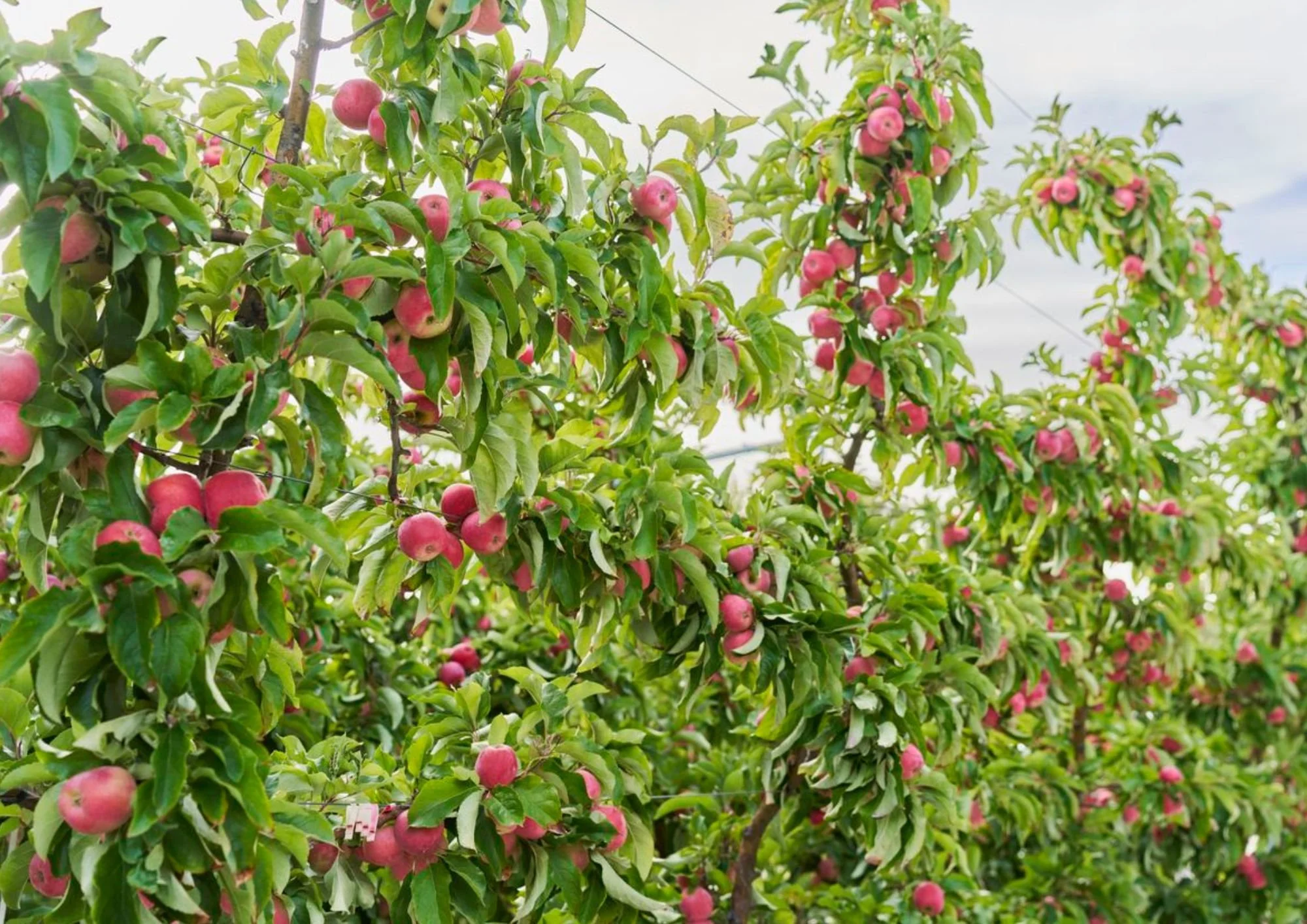 Is there an emerging “Green F&amp;B Playbook” for China?