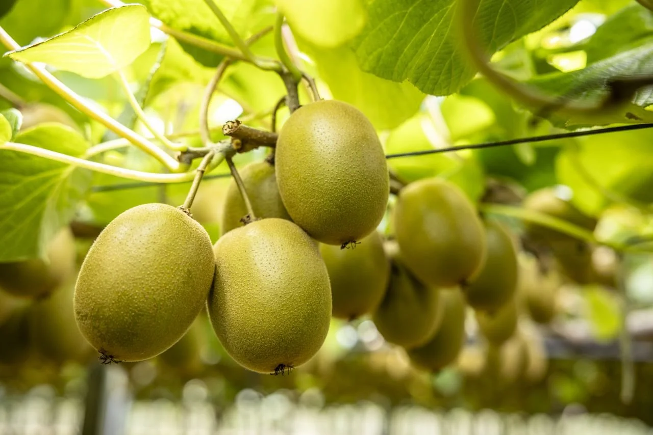 Why demand for F&amp;B in China remains durable, and what “winning” looks like for NZ exporters