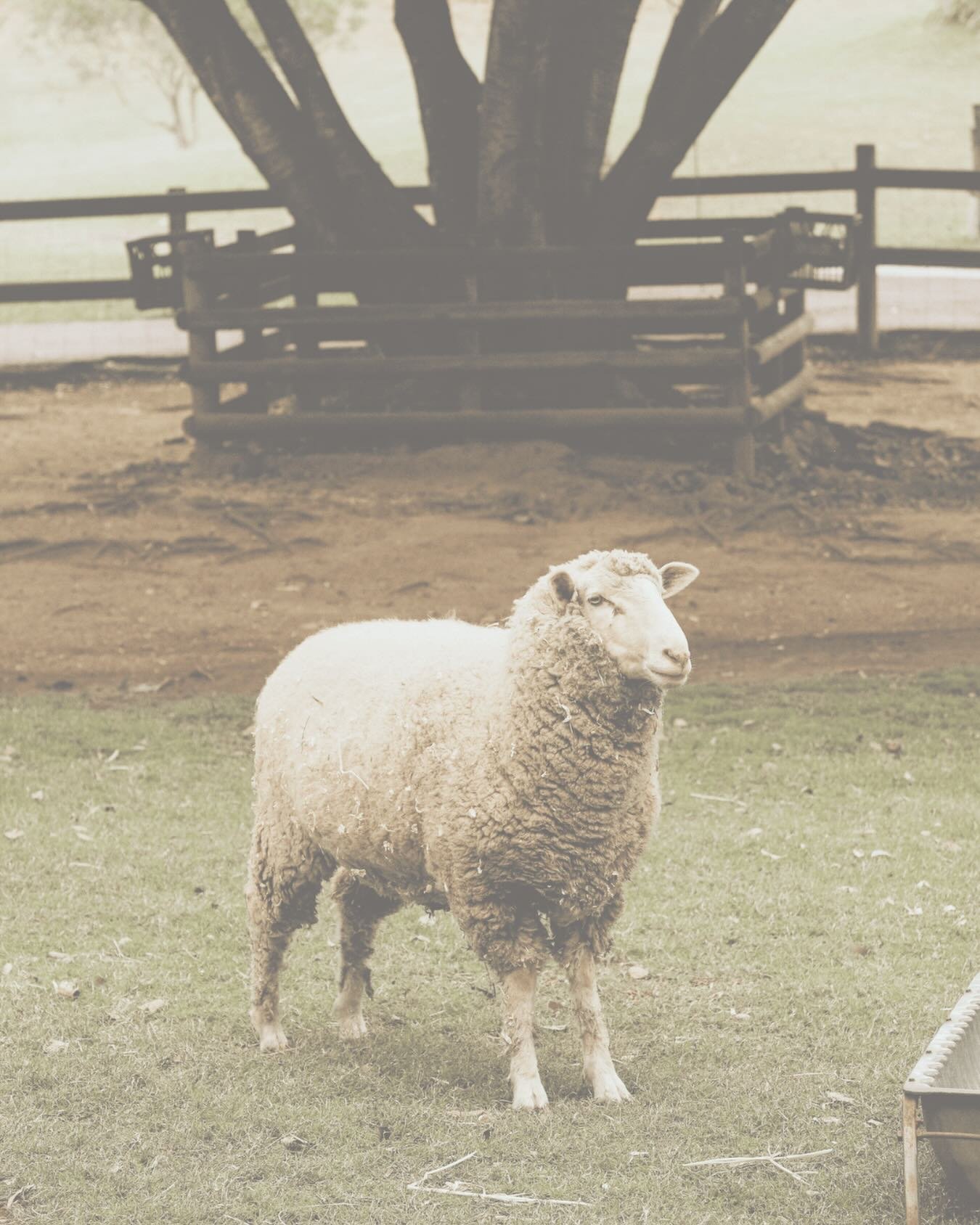 Busy keeping everything alive?

If building a website keeps getting shoved to the bottom of the list, The Business Beginner can do it for you &mdash; quickly and simply.

Built for rural businesses.
Built for busy people.
Built to get you seen.

📸 V