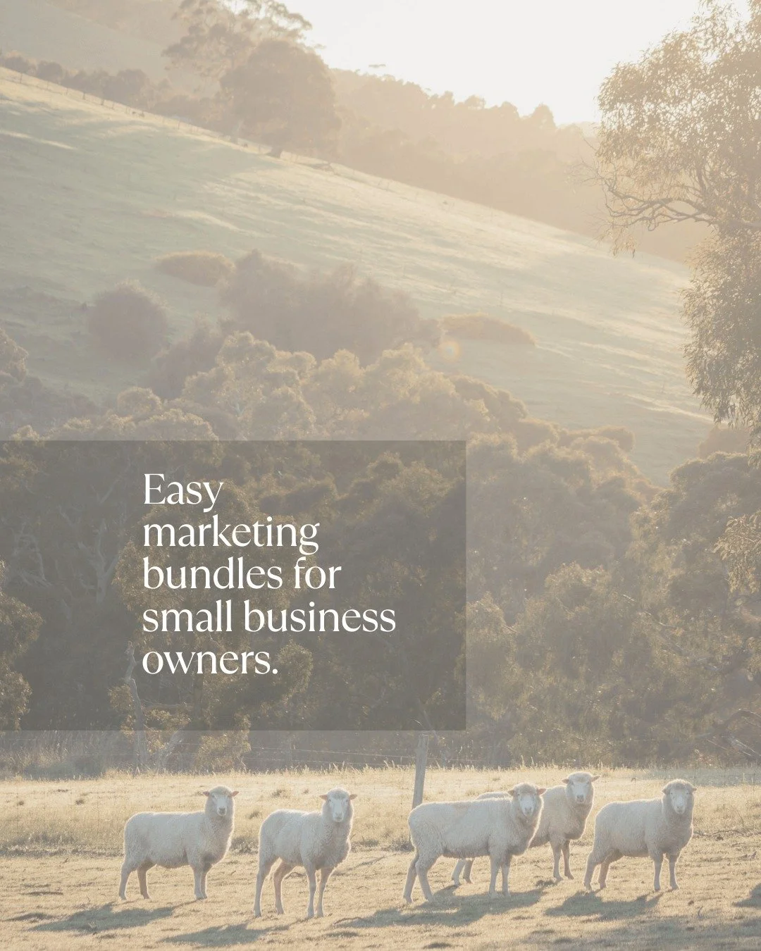 Easy marketing bundles for small business owners.

Websites, social media and digital support designed for busy businesses that don&rsquo;t have time to figure it all out.

Simple.
Practical.
Done properly.

Built for the bush.

#thebusinessbeginner 