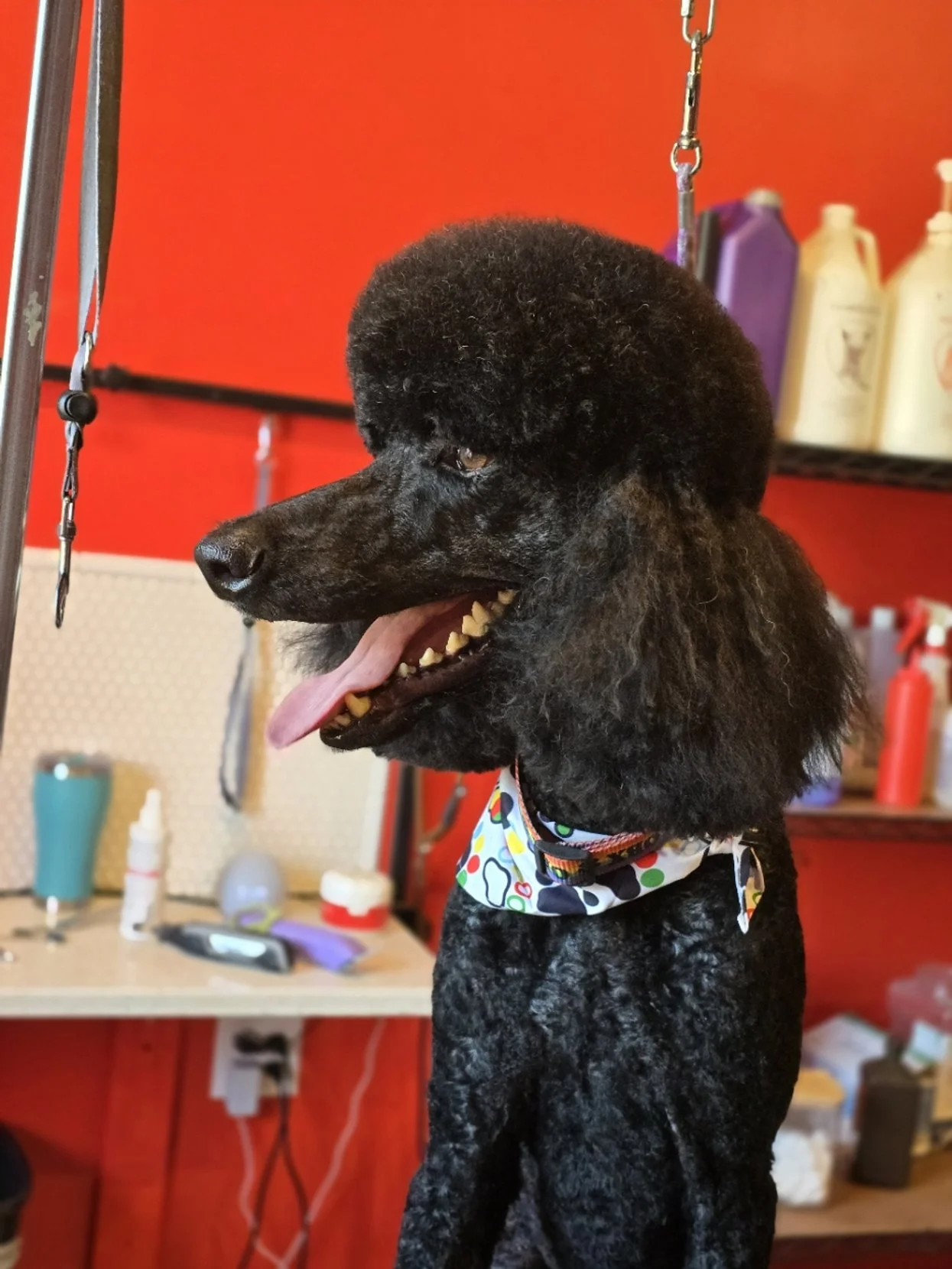A black poodle with curly fur sitting in a grooming salon, wearing a colorful bandana. The groomed dog has its tongue out and appears happy. The background shows grooming supplies on shelves and a red wall.