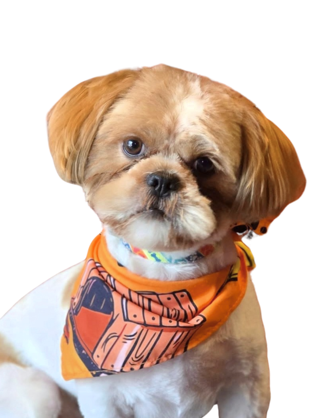 tan and white Shih Tzu with a cute, short haircut