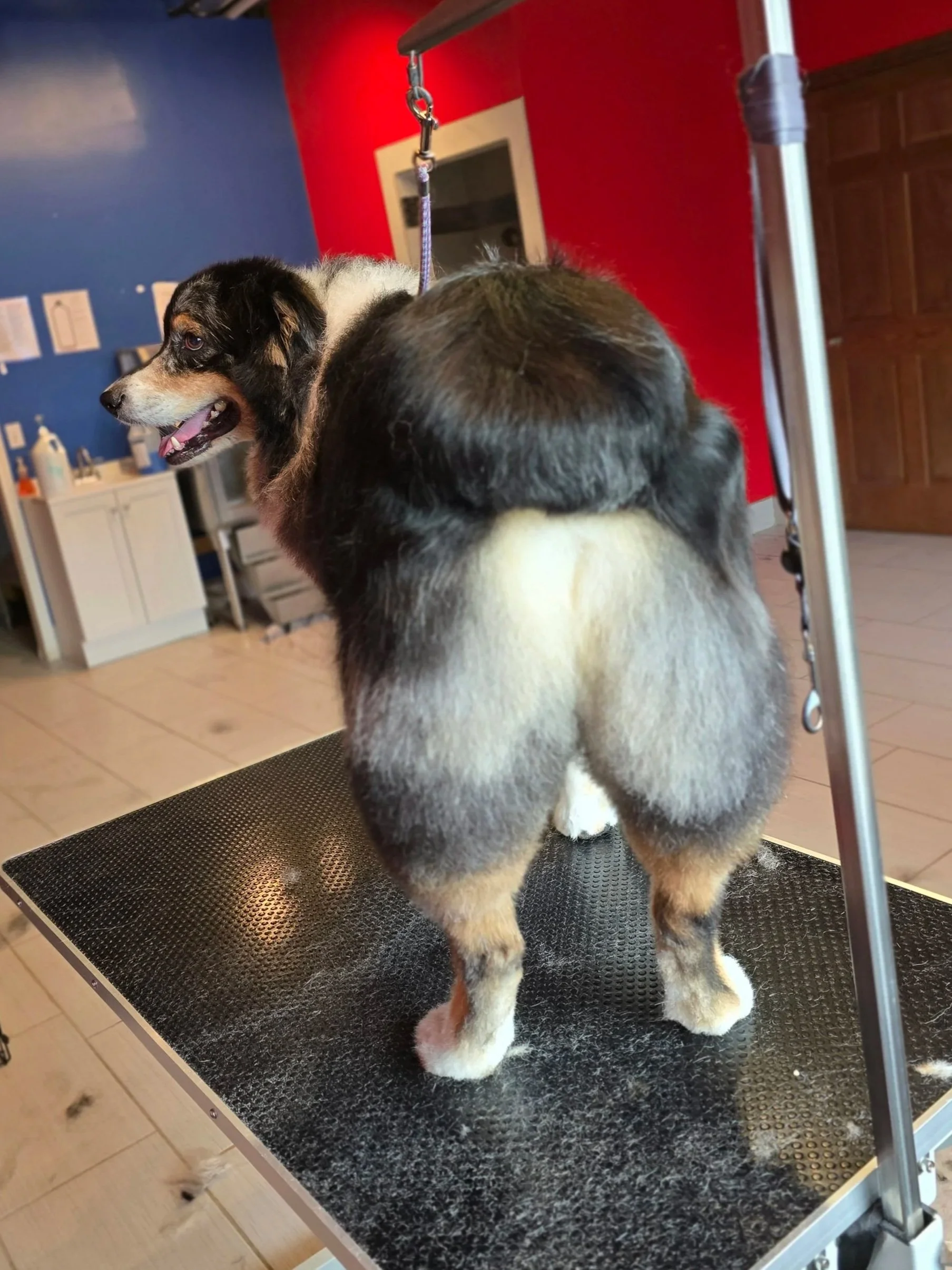 An Australian Shepherd on a grooming table at a pet grooming salon, with red and blue walls in the background.