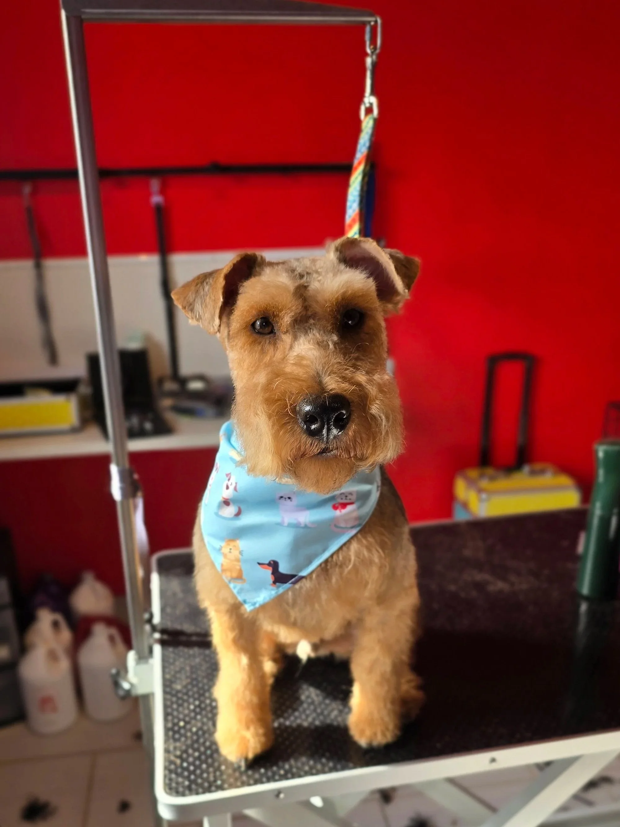 A cute Welsh Terrier with a scruffy face and floppy ears sitting on a grooming table. The dog is wearing a sky blue bandana with dog illustrations. The background features a red wall and grooming equipment.