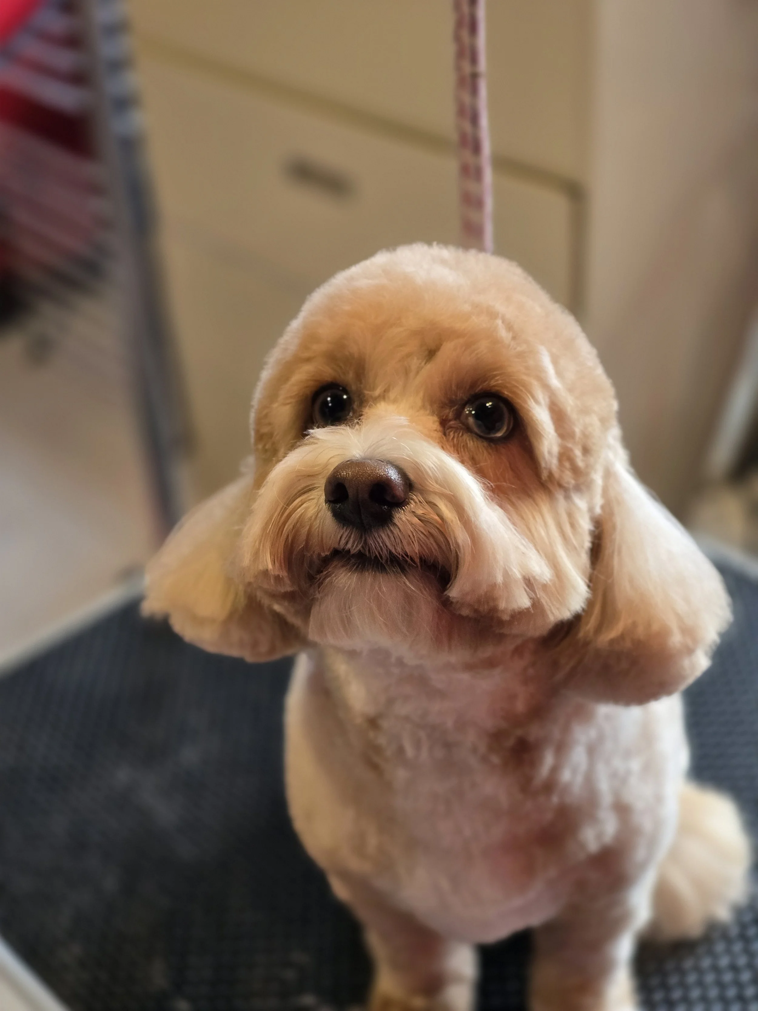 A close-up of a small, light-colored dog with a groomed appearance, sitting on a grooming table indoors.