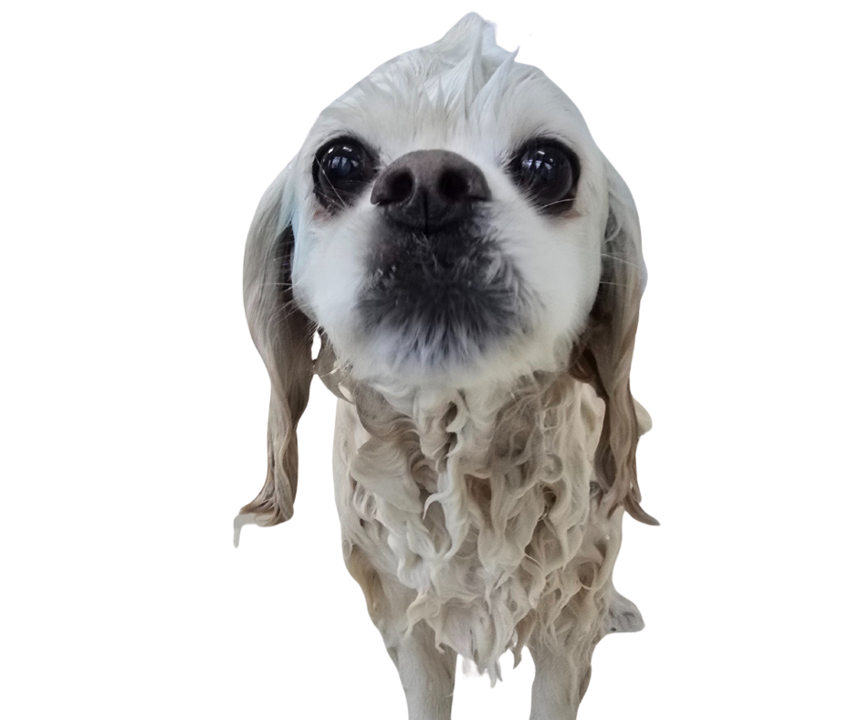 Close-up of a wet cocker spaniel dog with fluffy cream-colored fur and large dark eyes, isolated against a white background.