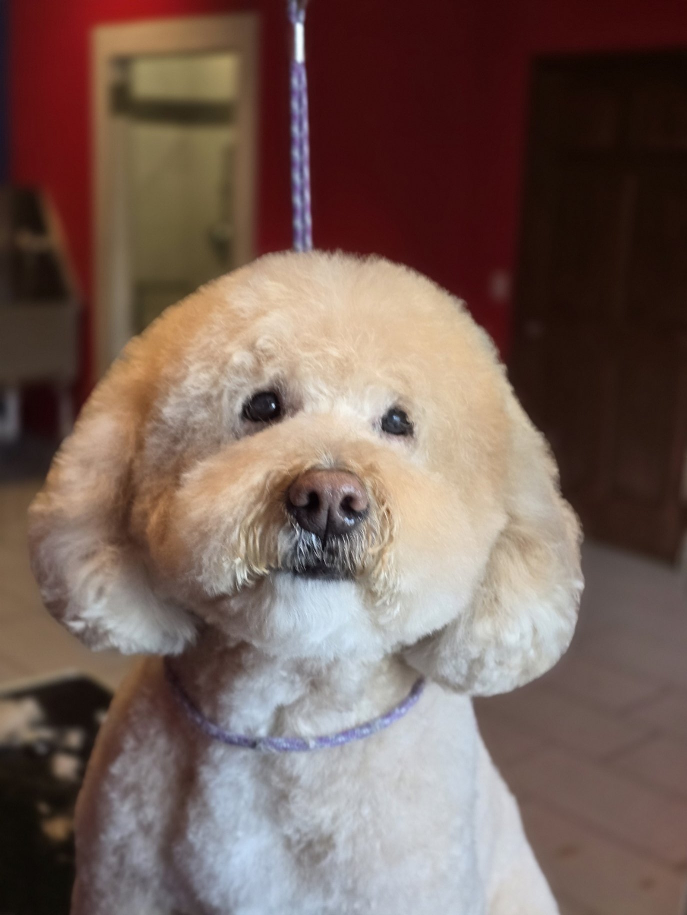 Close-up of a light-colored poodle with fluffy fur and dark eyes, standing indoors with a red wall and furniture in the background.