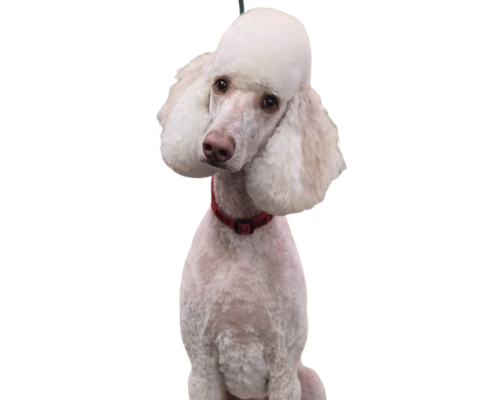 A dog with a poodle haircut and a humorous curious look on its face, wearing a red collar.