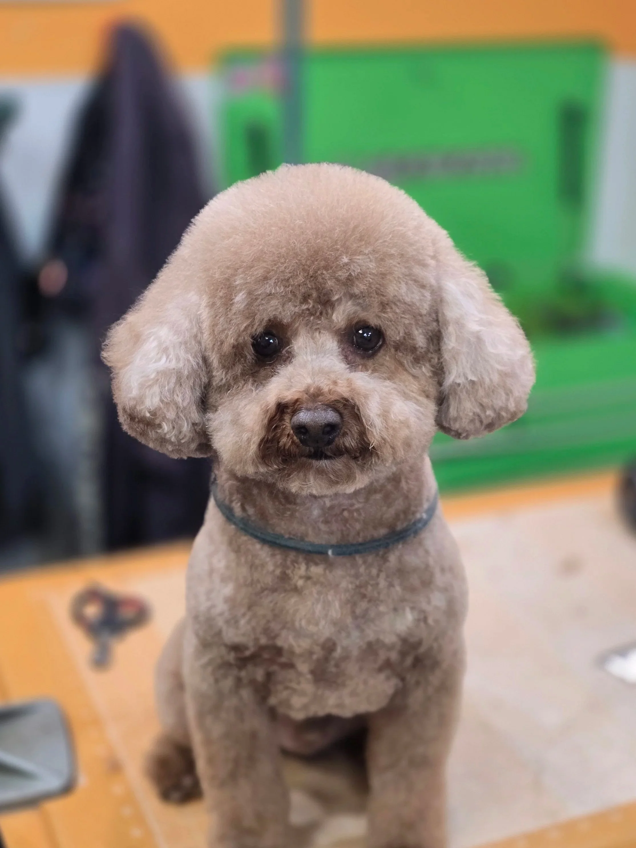 A cute, groomed toy Poodle with curly light brown fur, sitting indoors.