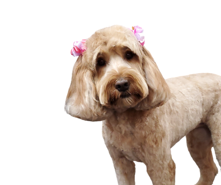 Cute dog with tan curly fur, pink and white bows on its ears, looking at the camera against a white background.