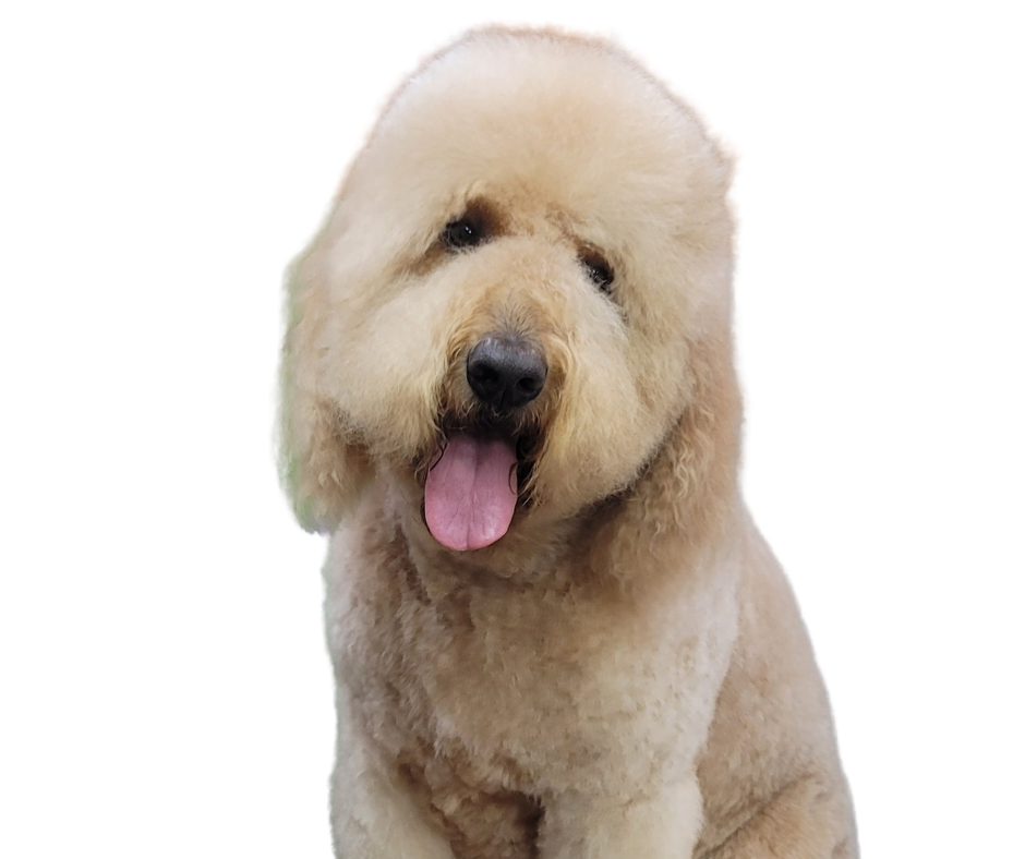 A fluffy, cream-colored dog with a large, round head, dark eyes, and a black nose, panting with its tongue out against a white background.