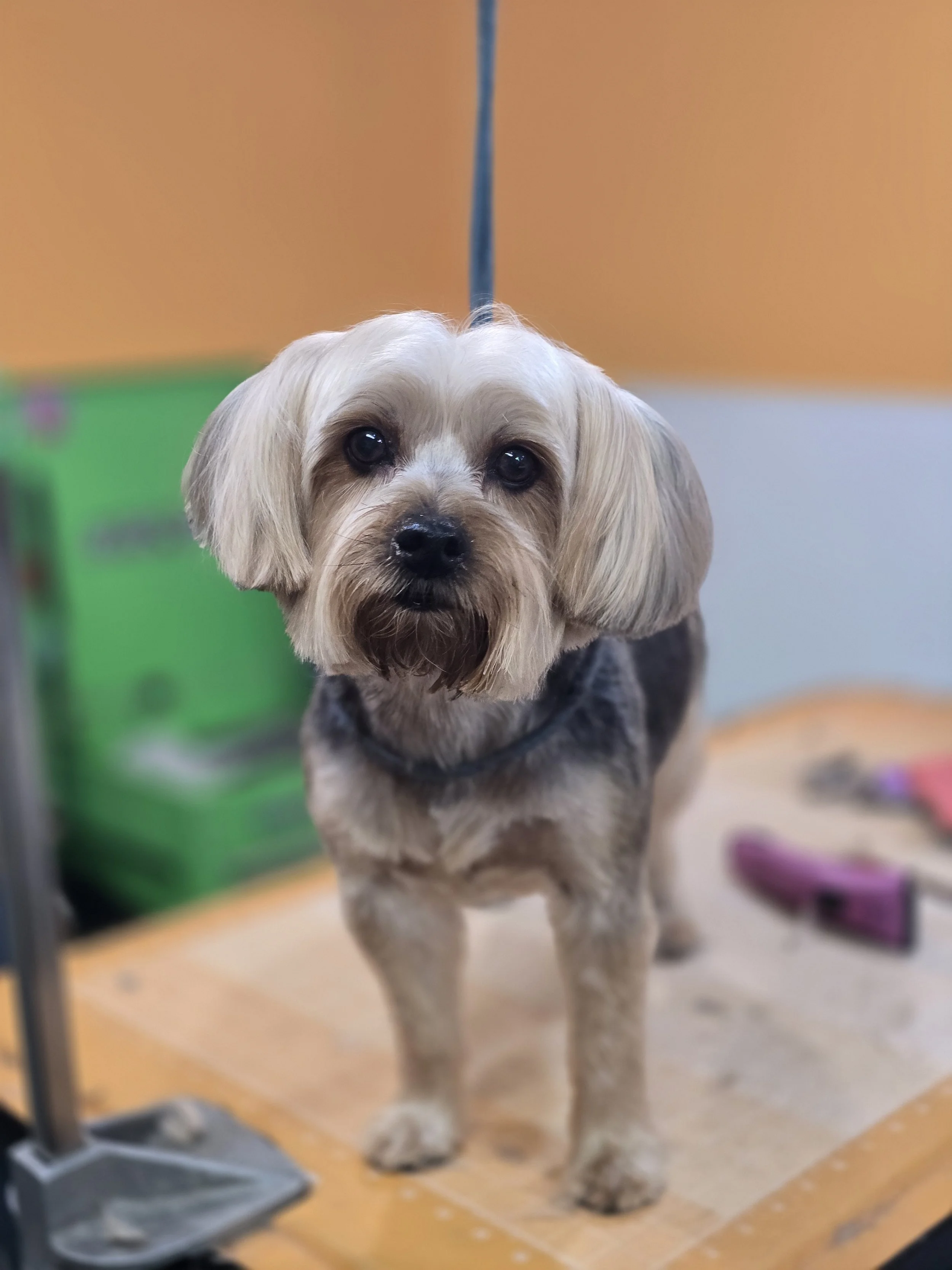 A small dog with light-colored fur and dark eyes standing on a grooming table in a pet grooming salon.