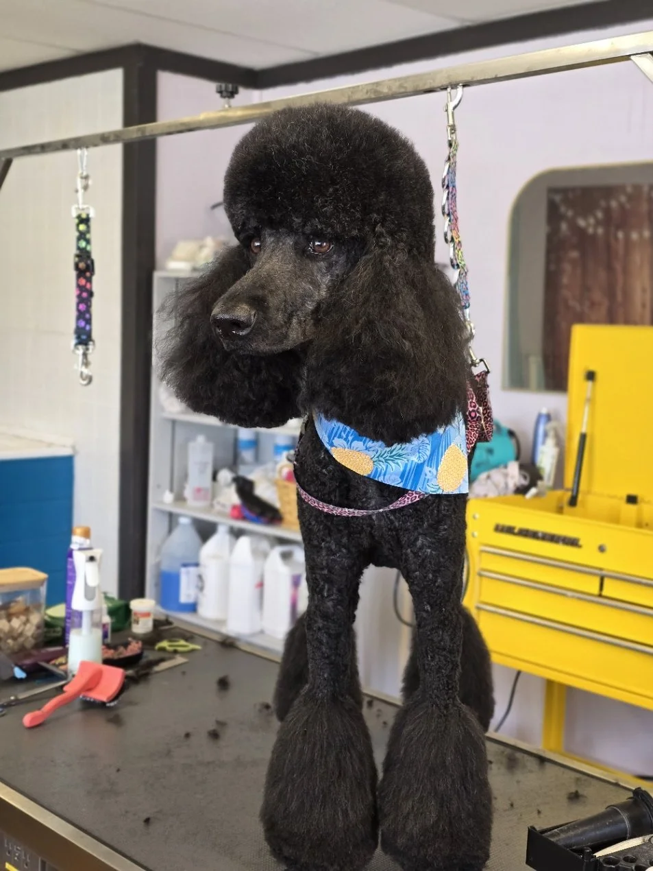 Black Poodle