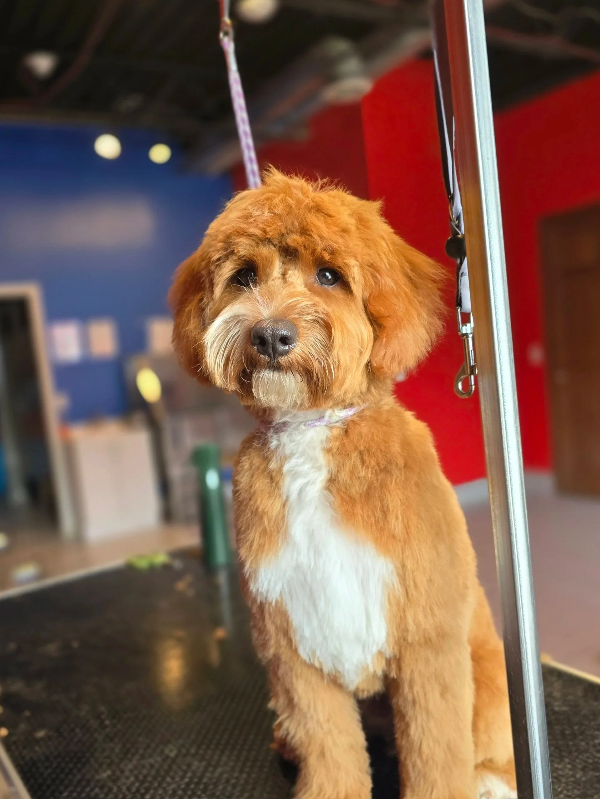 A cute brown and white puppy with fluffy fur sitting on a grooming table, looking at the camera with a blue eye and a dark eye, in a pet grooming salon.