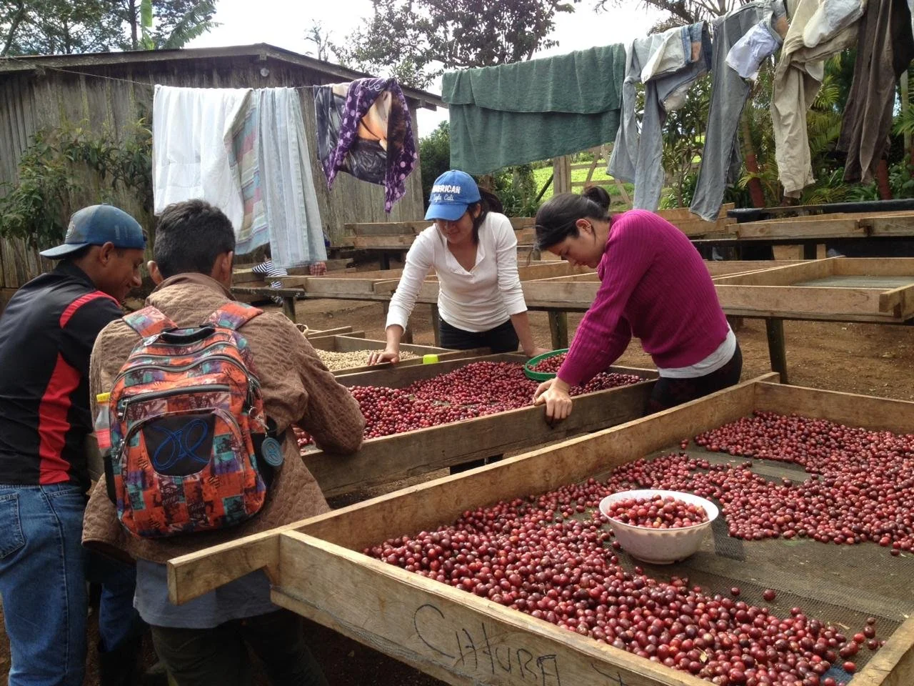 Cherry sorting before depulping.JPG