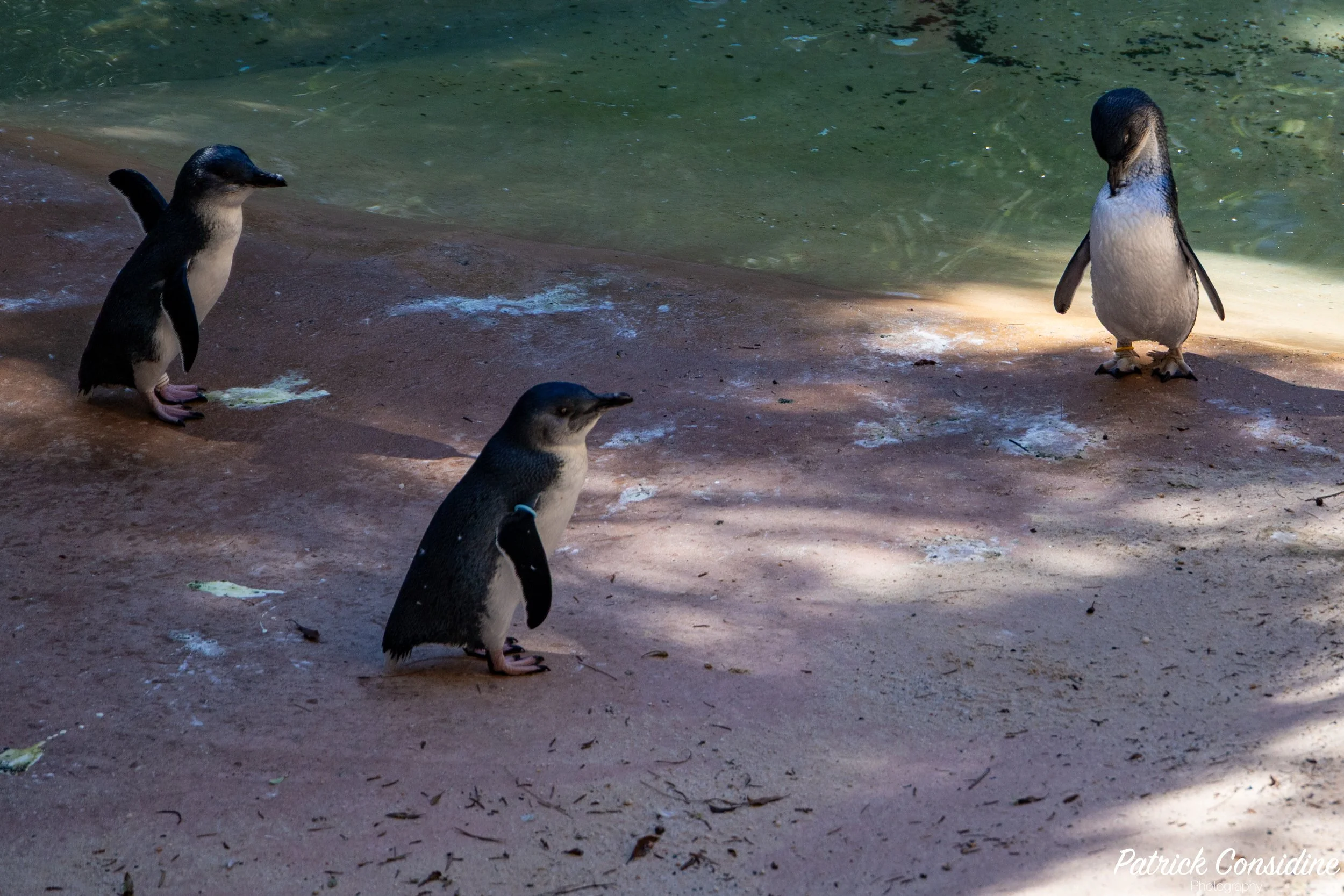 2026 National Zoo Canberra