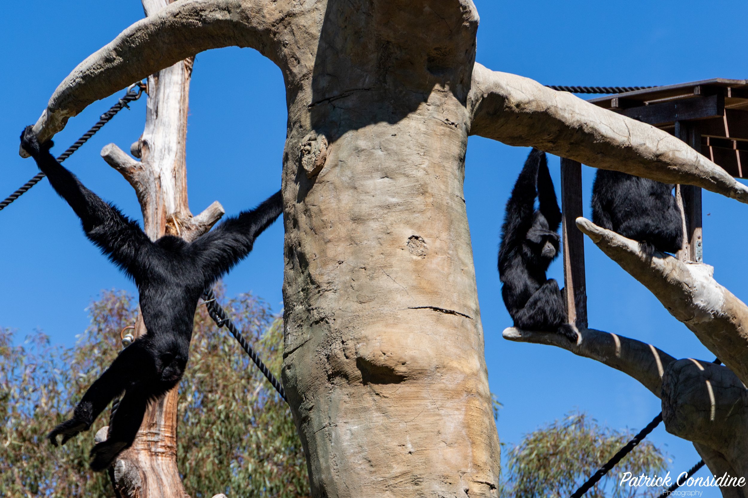 2026 National Zoo Canberra