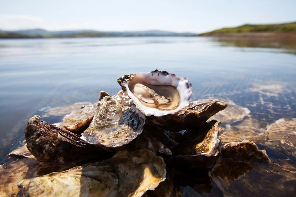 Connemara Oysters, Ireland.jpg