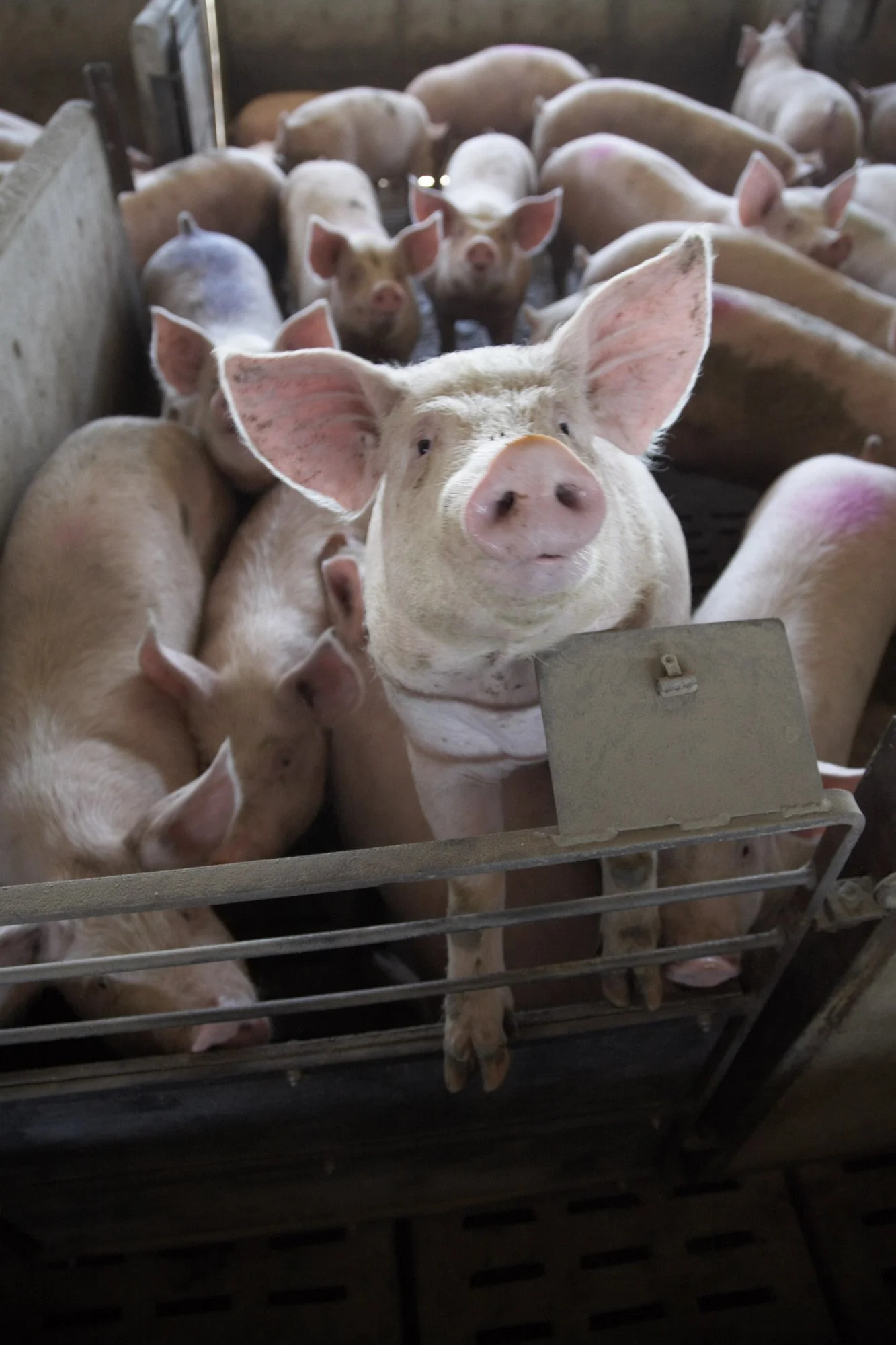 Agriculture Lifestyle Images, Magazine Agriculture Images.