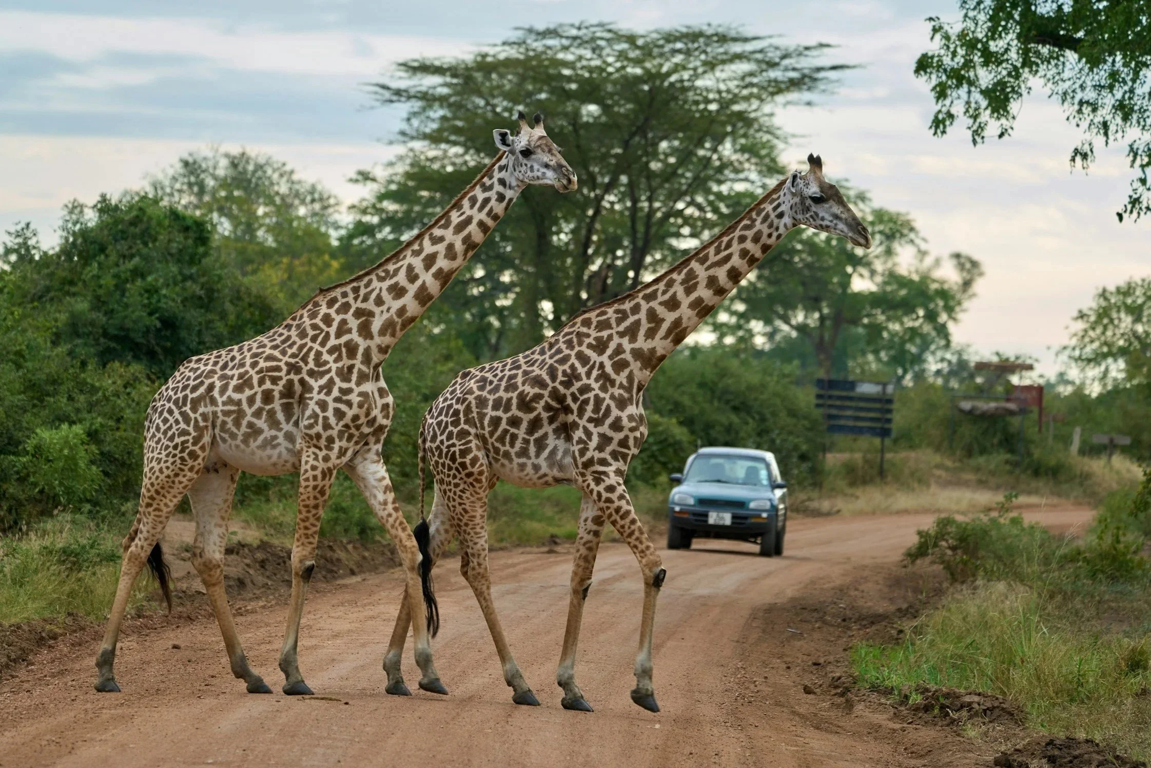 Two giraffes crossing a dirt road in a savannah with a car approaching in the background.