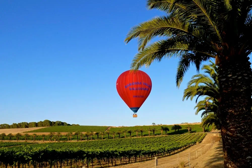 A red hot air balloon flying over a vineyard with green rows of grapevines, palm trees, and a clear blue sky.