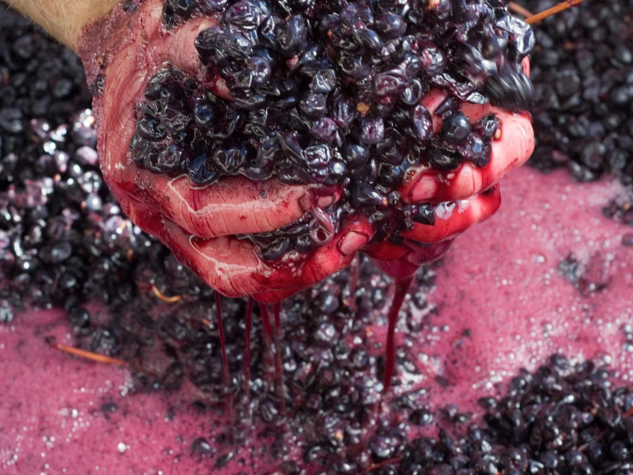 Close-up of a hand holding freshly harvested dark purple blueberries, with some berries spilling onto a pinkish surface. The hand appears to be slightly wet or covered in juice from the blueberries.
