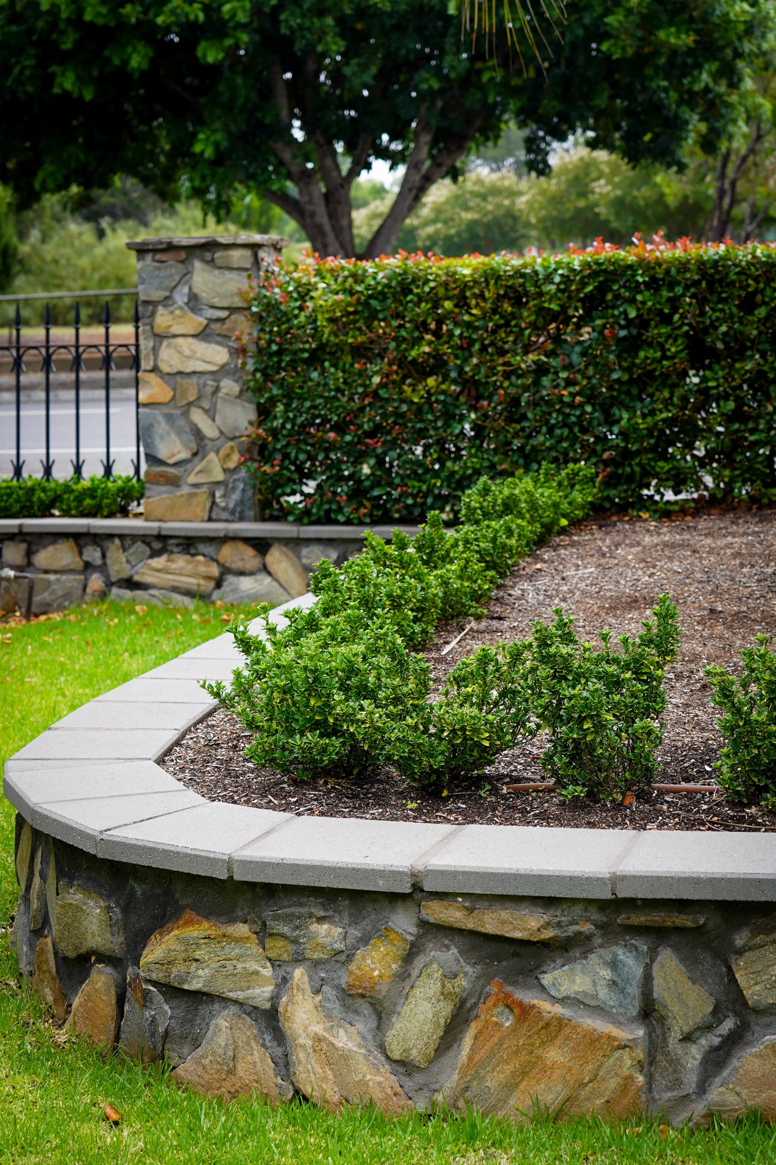 A garden bed with small green shrubs surrounded by a stone border with a gray concrete top. Behind the garden bed is a hedge and a large tree with a fence and street beyond.