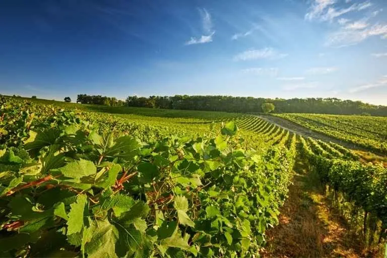 Vineyard with rows of grapevines under a blue sky with some clouds