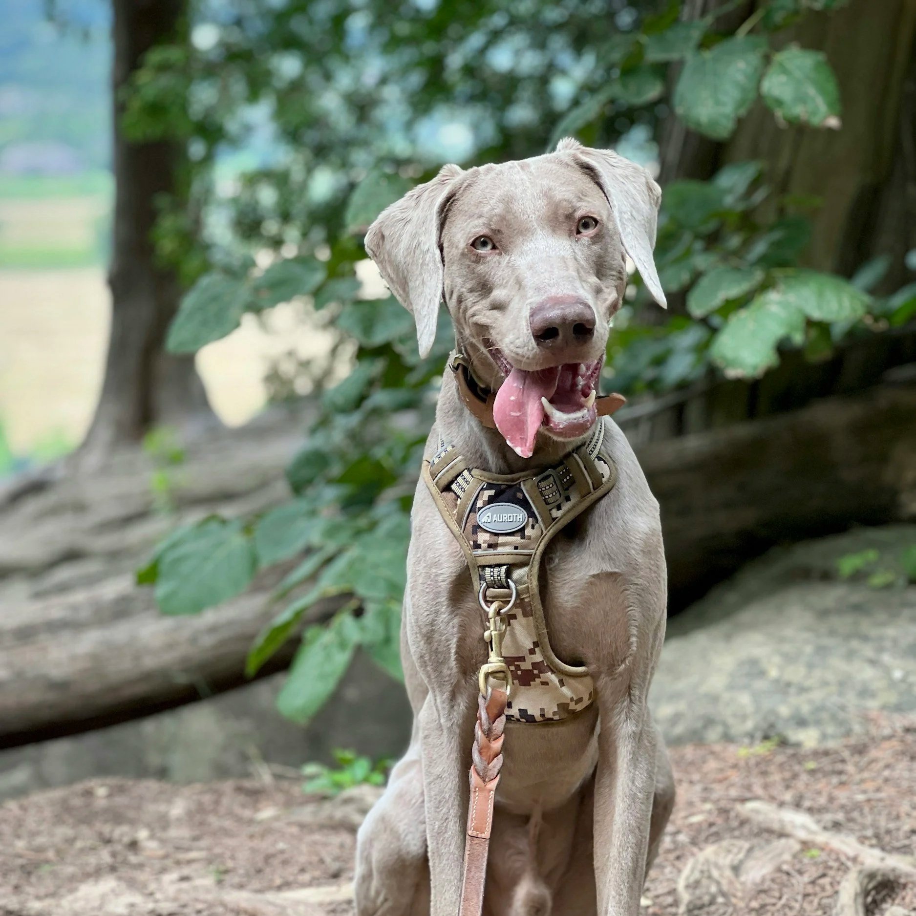 A light-colored dog with floppy ears and a pink tongue sitting outdoors with green foliage and a fallen log in the background.