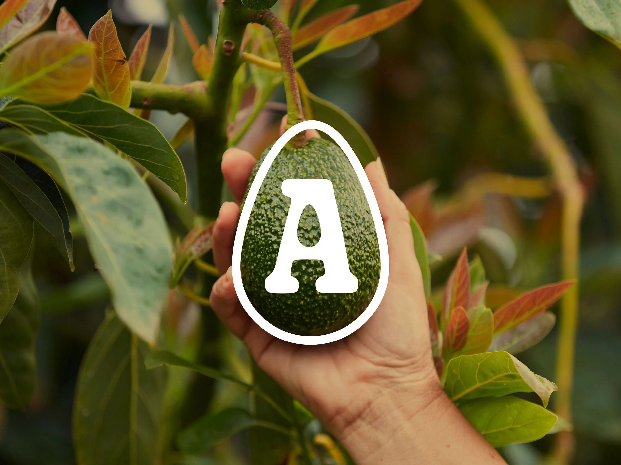 The Avocado Collective