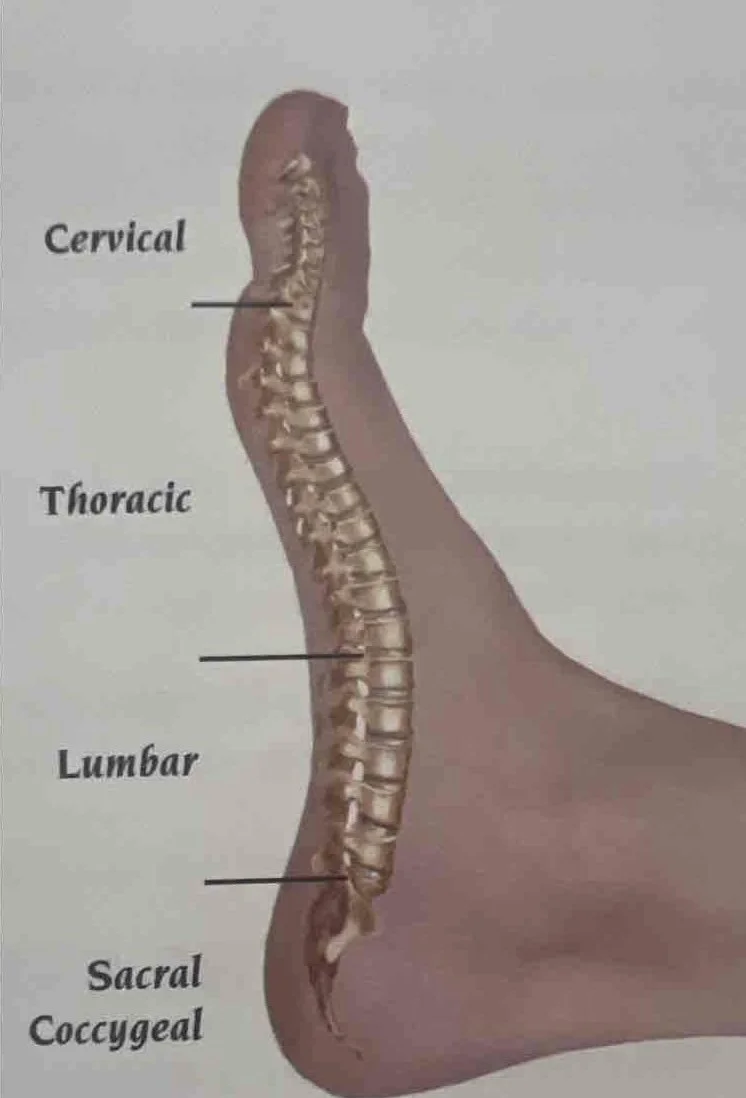 Reflexology