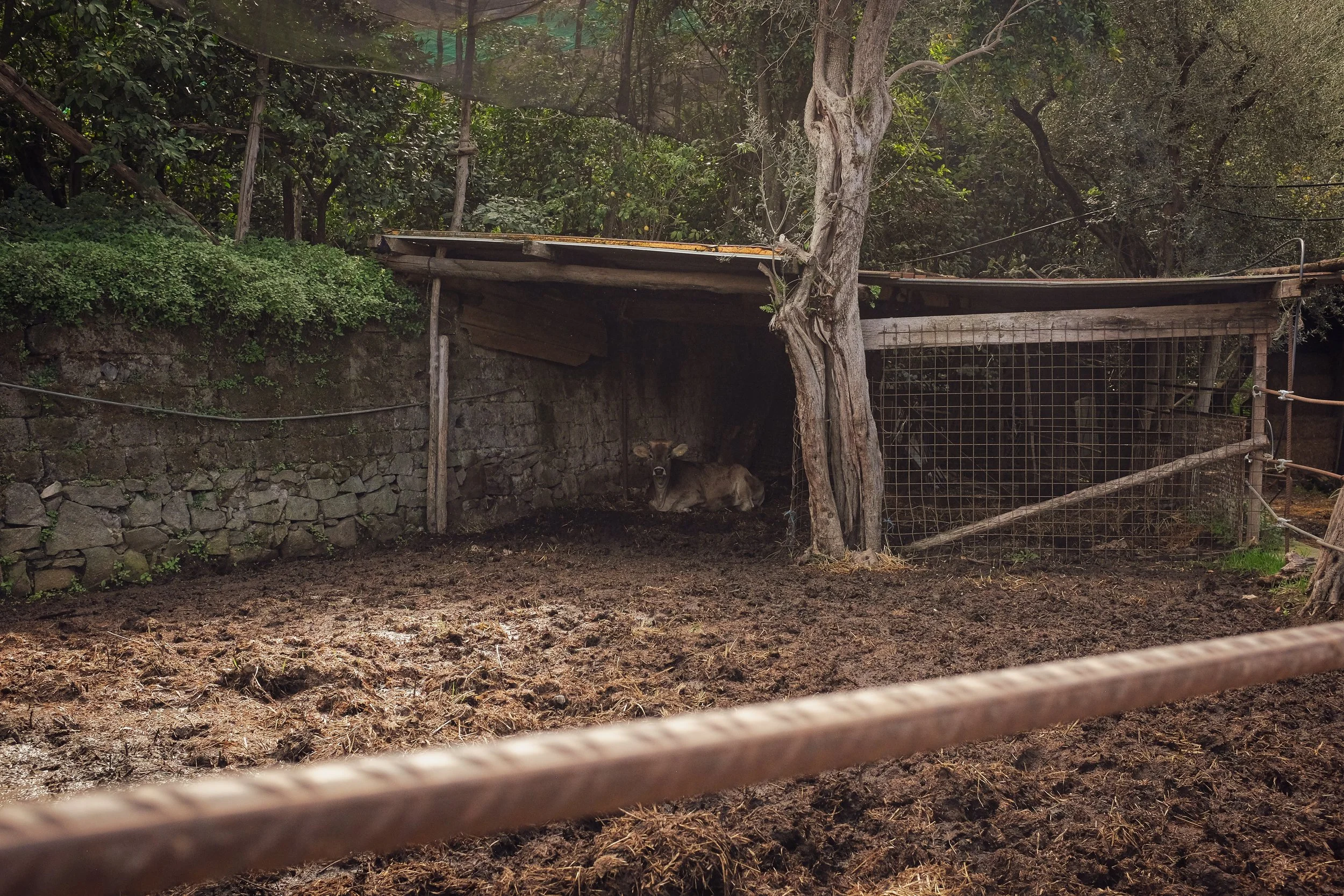 A deer resting in a shaded enclosure with a makeshift roof and wire fence, surrounded by trees and rocks.