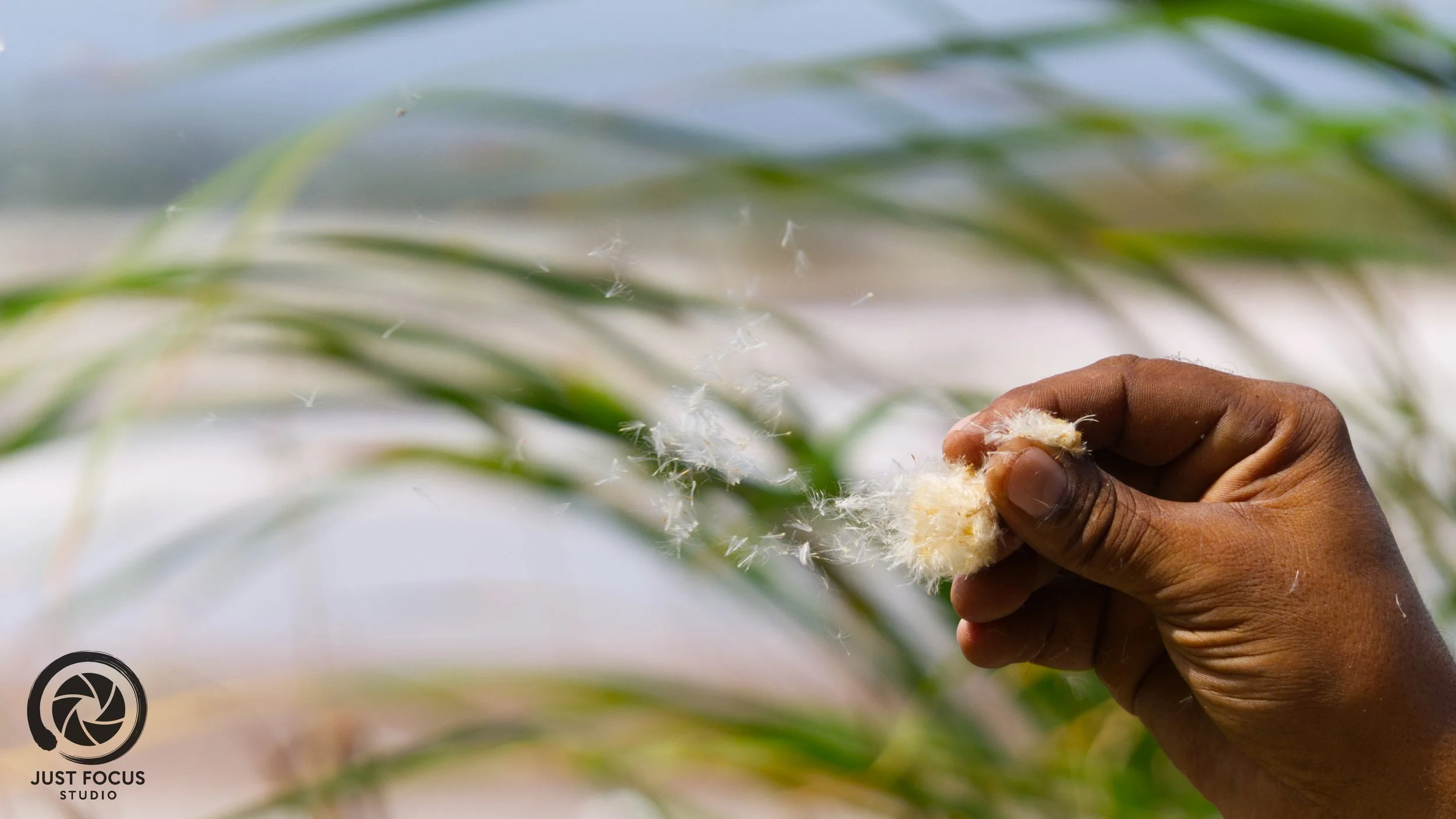 A hand holding soft cotton from a plant near a body of water with green leaves in the background.