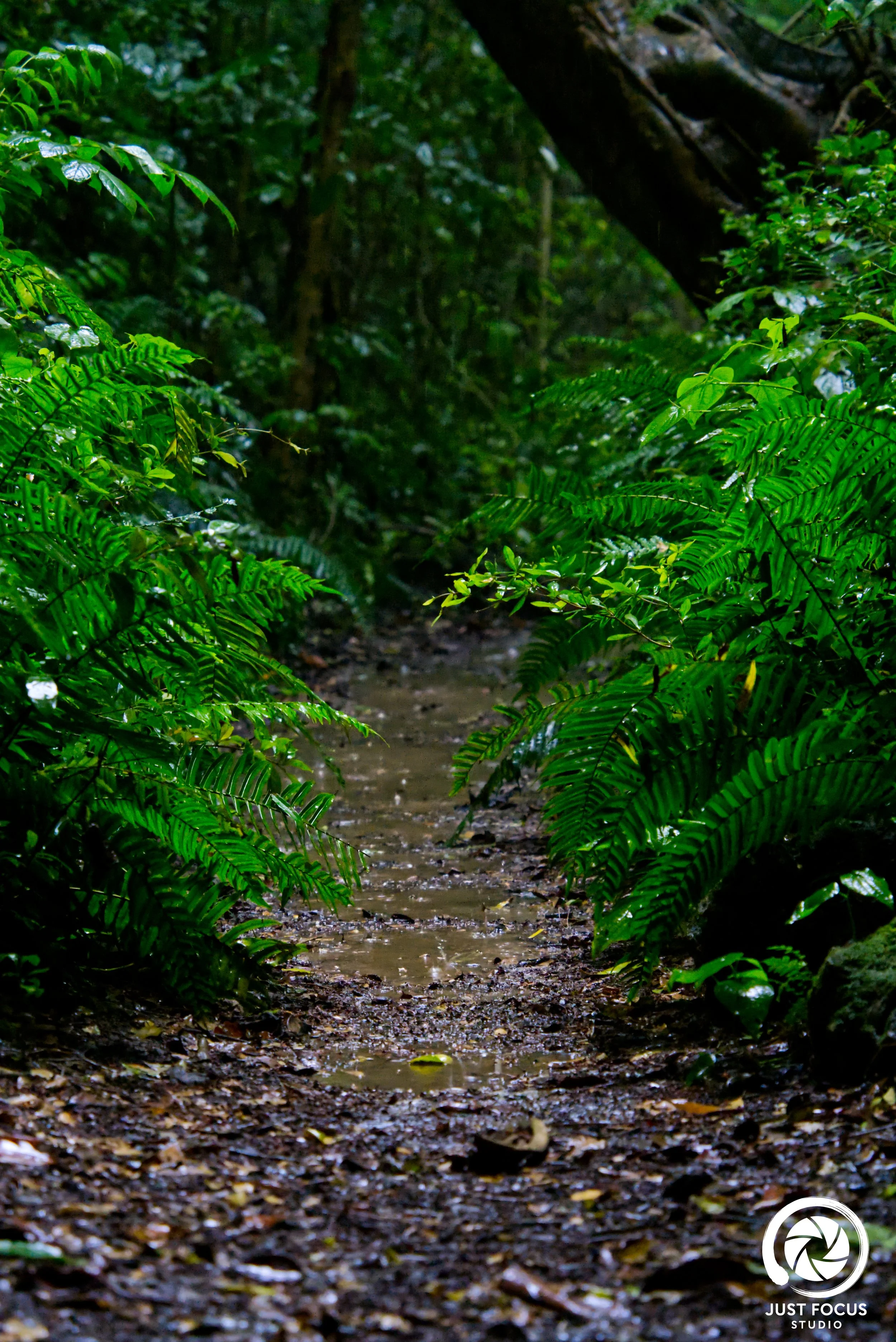 A narrow jungle trail with wet, muddy ground surrounded by lush green ferns and dense tropical vegetation.