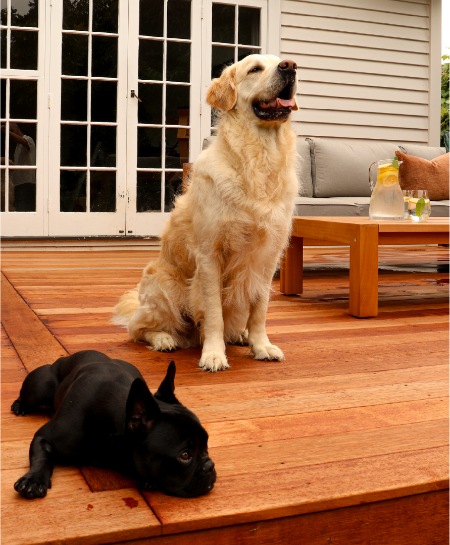 A golden retriever sitting on a wooden porch with a small black French bulldog lying in front of it, in front of glass double doors and a patio table with a pitcher of water and glasses.