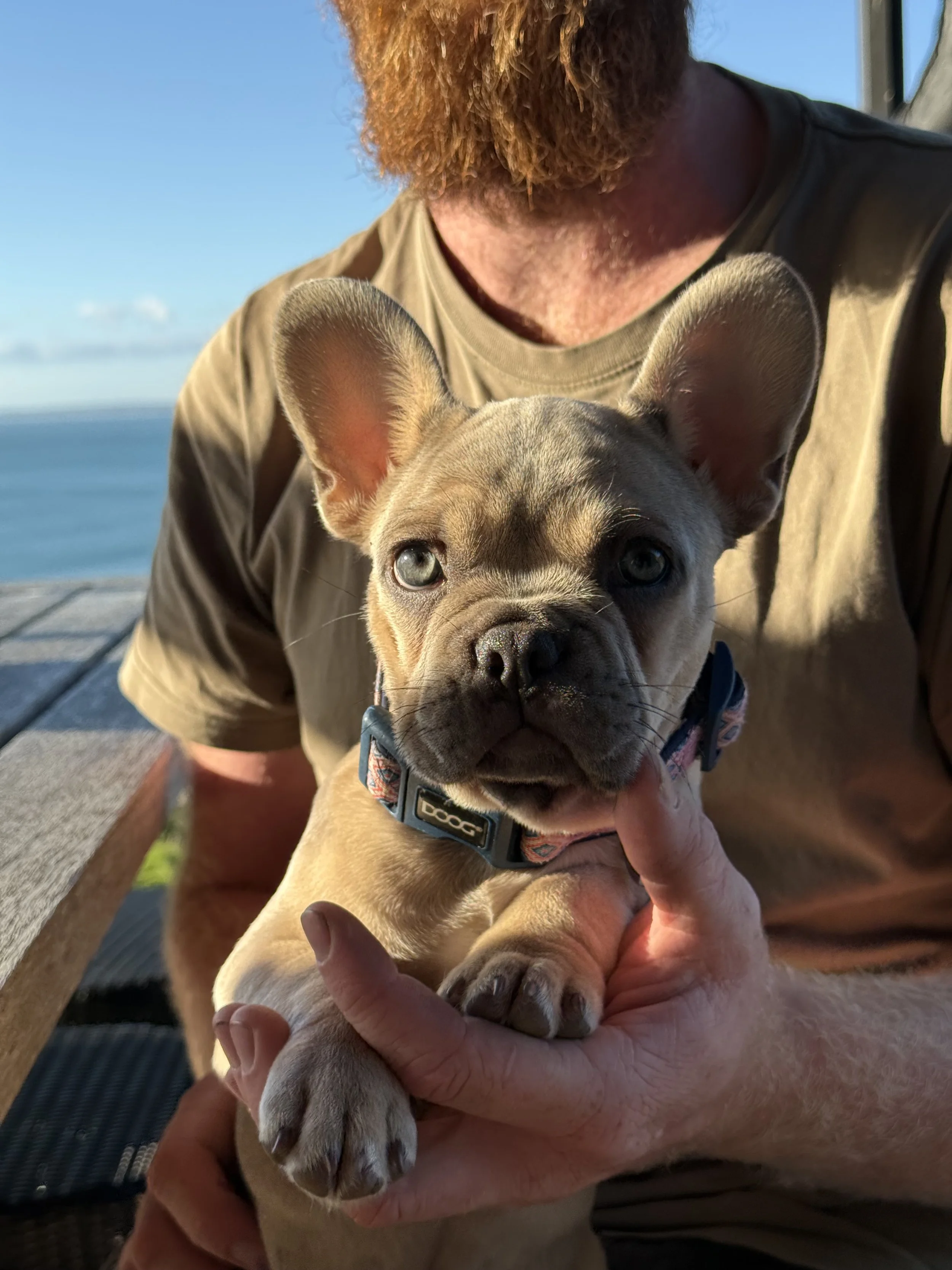 Slim - French Bulldog