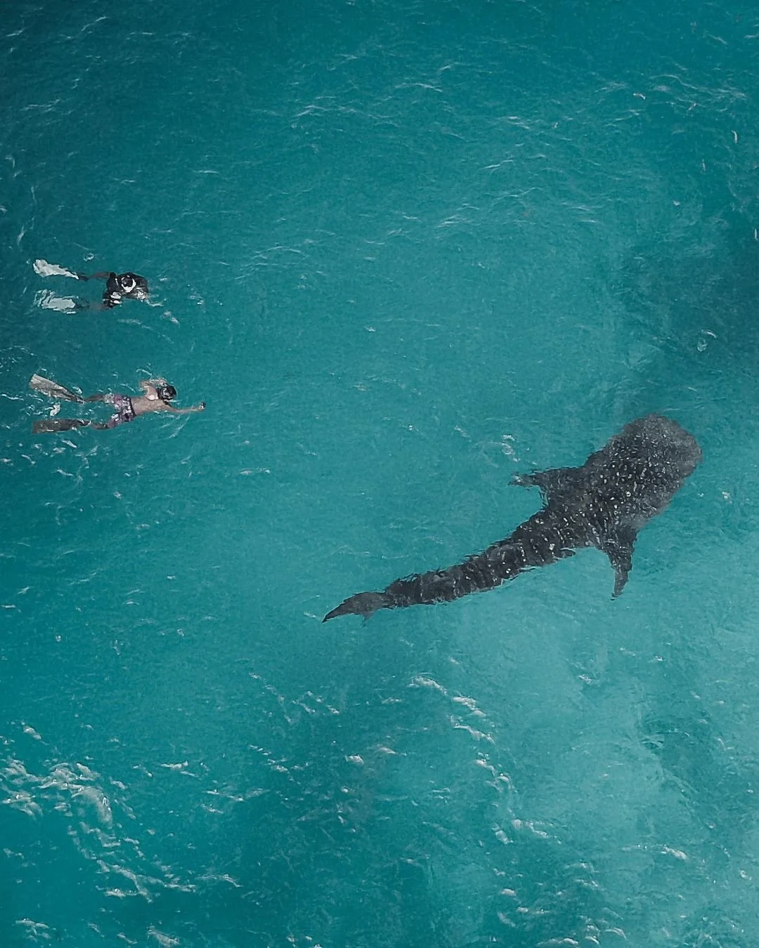 A large whale swims in the ocean near two scuba divers.