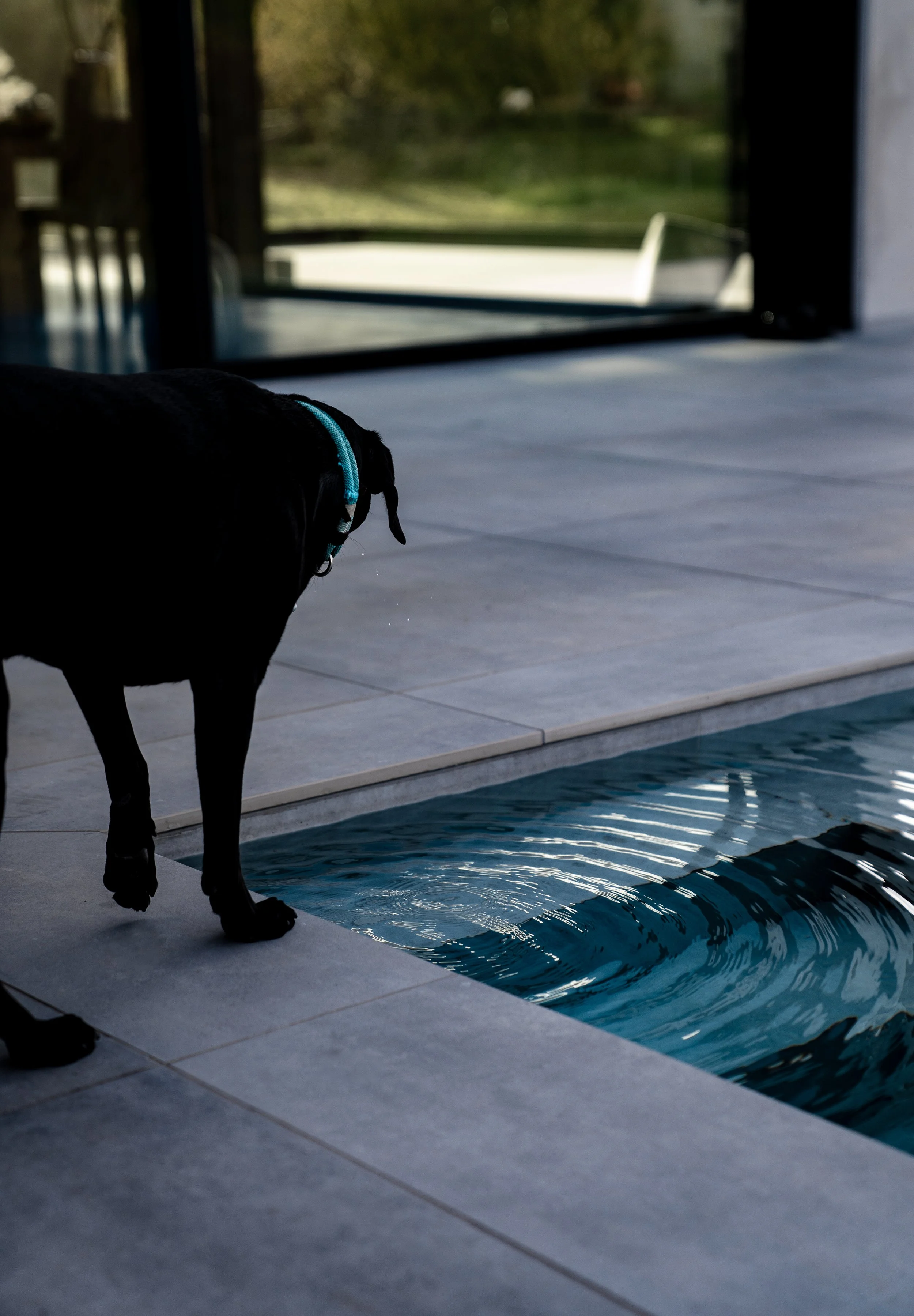 Ein schwarzer Hund mit blauer Halsband blickt auf einen Pool mit Wasserwellen im Innenbereich, im Hintergrund eine große Fensteröffnung mit Blick auf einen Garten.