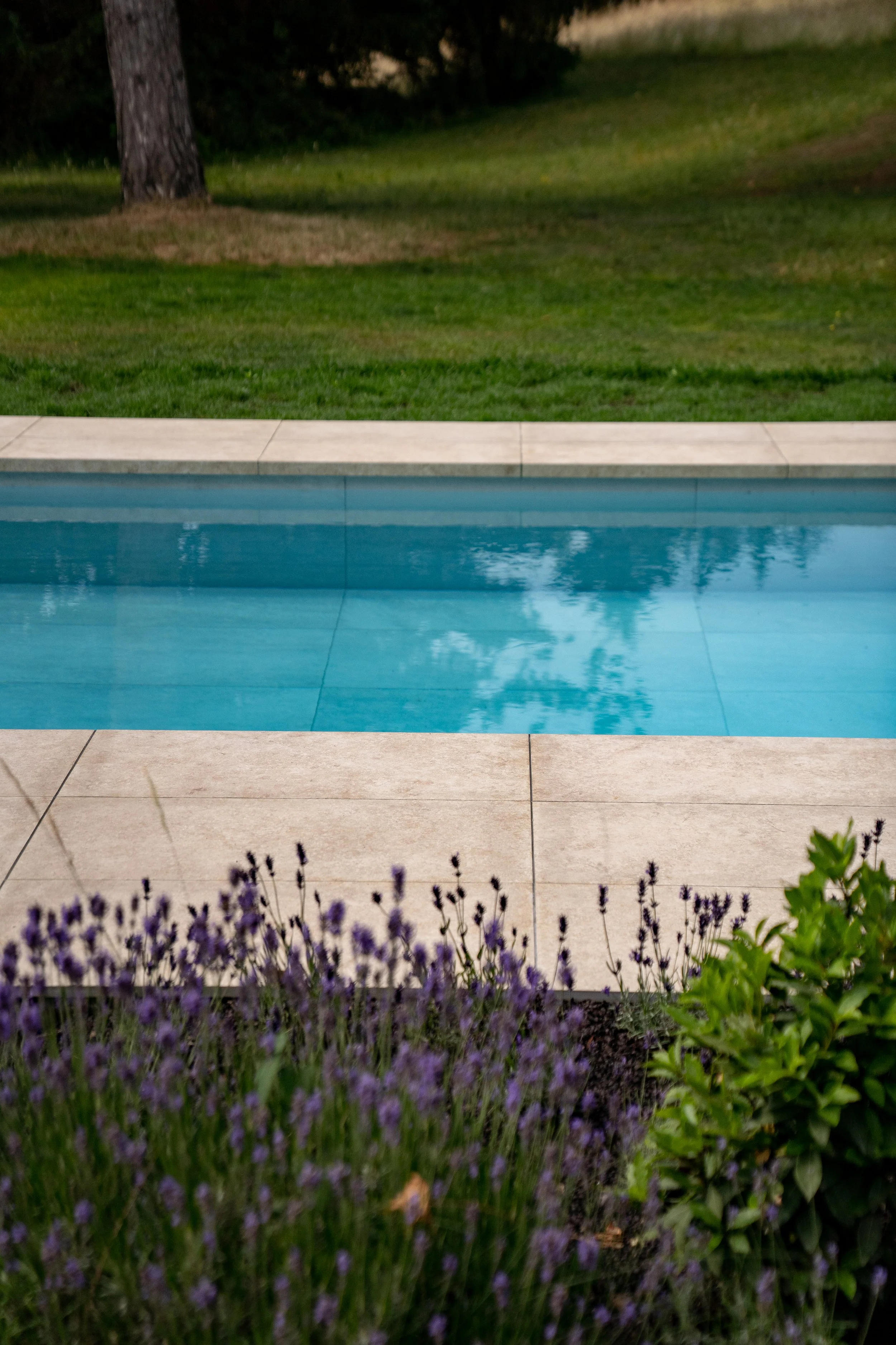 Ein Swimmingpool mit blauer Wasserfläche, umgeben von großen Fliesen, im Hintergrund grünes Gras und Bäume, im Vordergrund Lavendel und andere Pflanzen.