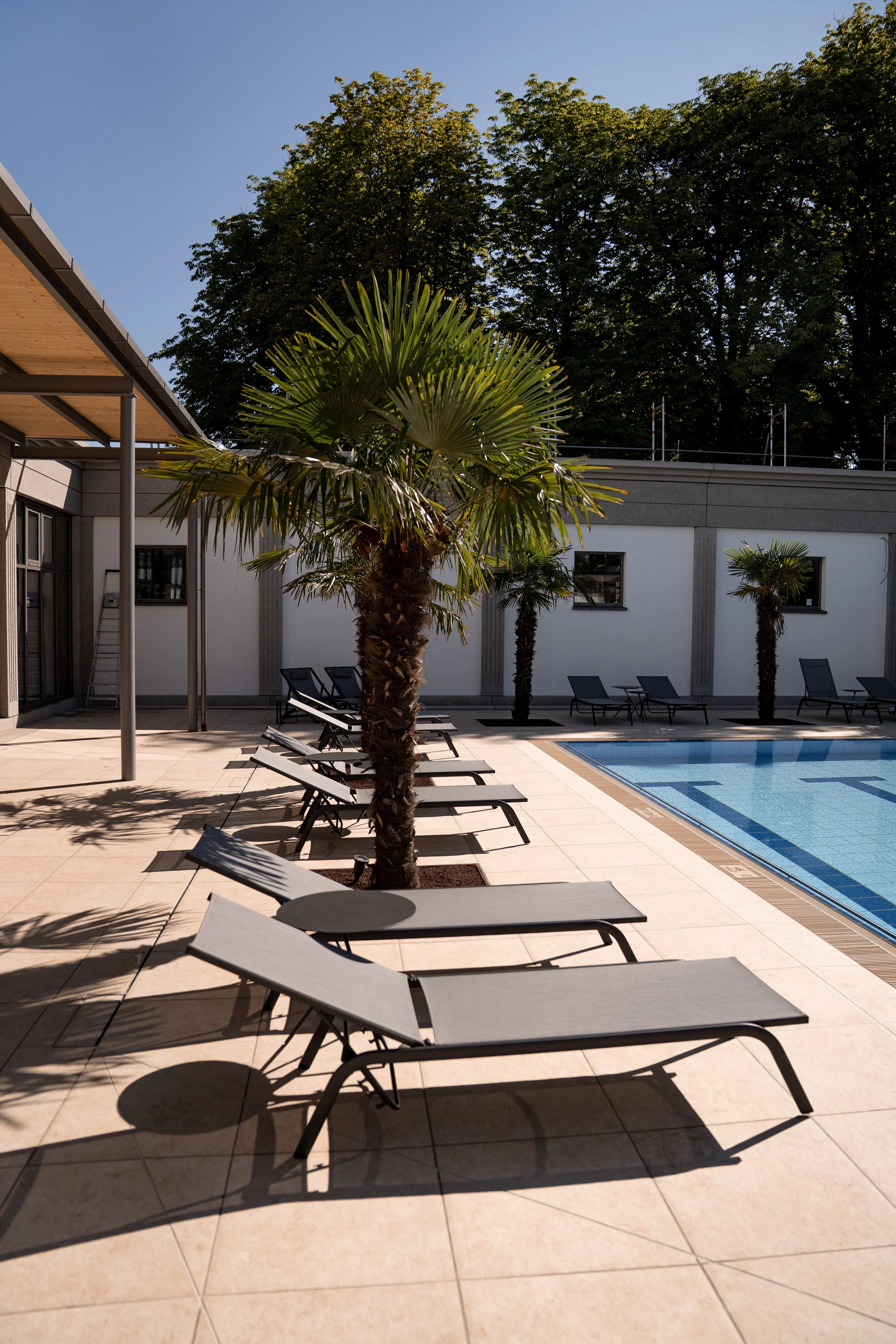 Liegestühle neben einem Pool im Außenbereich mit Palmen und Baumkronen im Hintergrund.