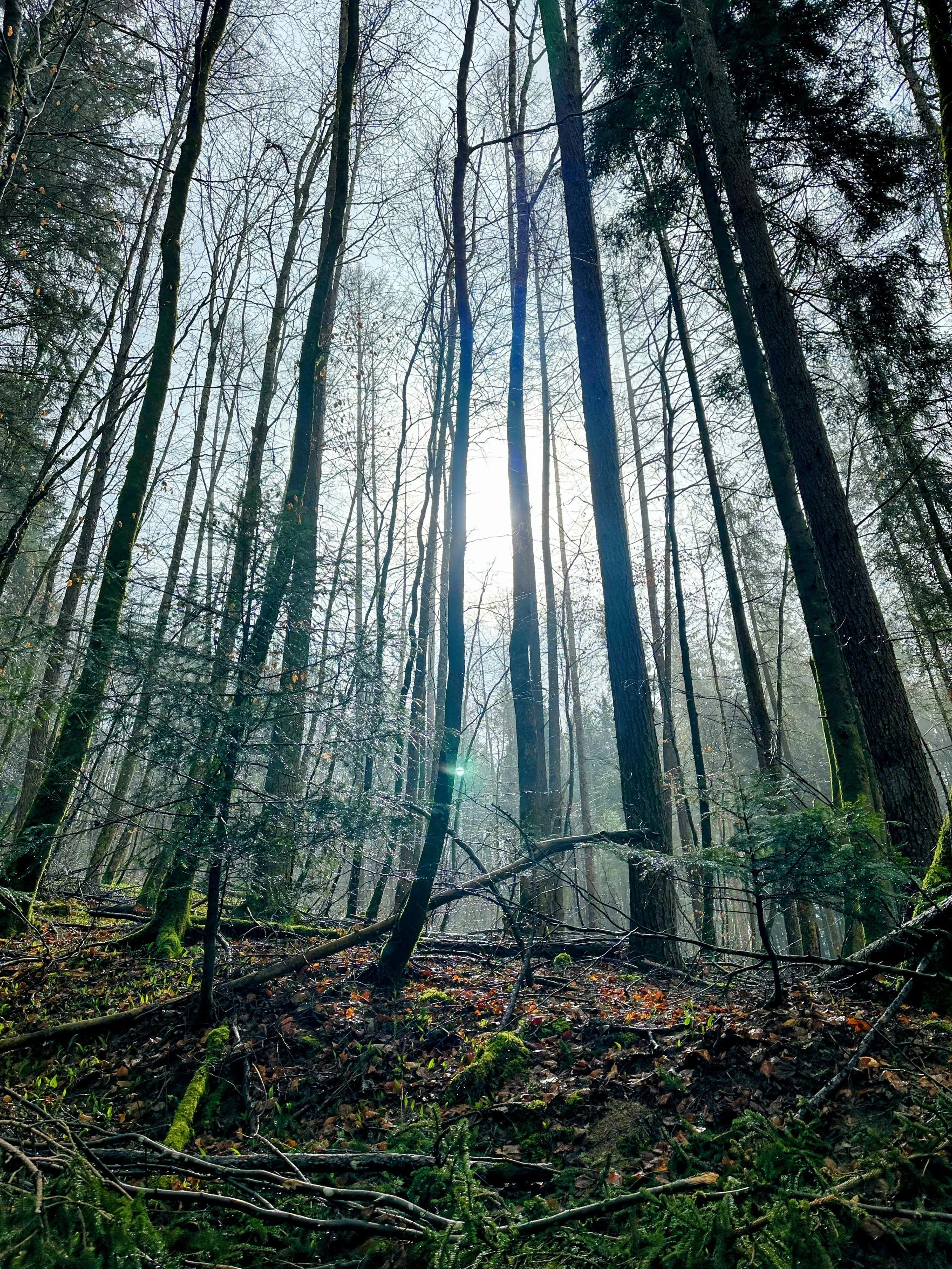 Ein Hut, ein Stock, ein Regenschirm