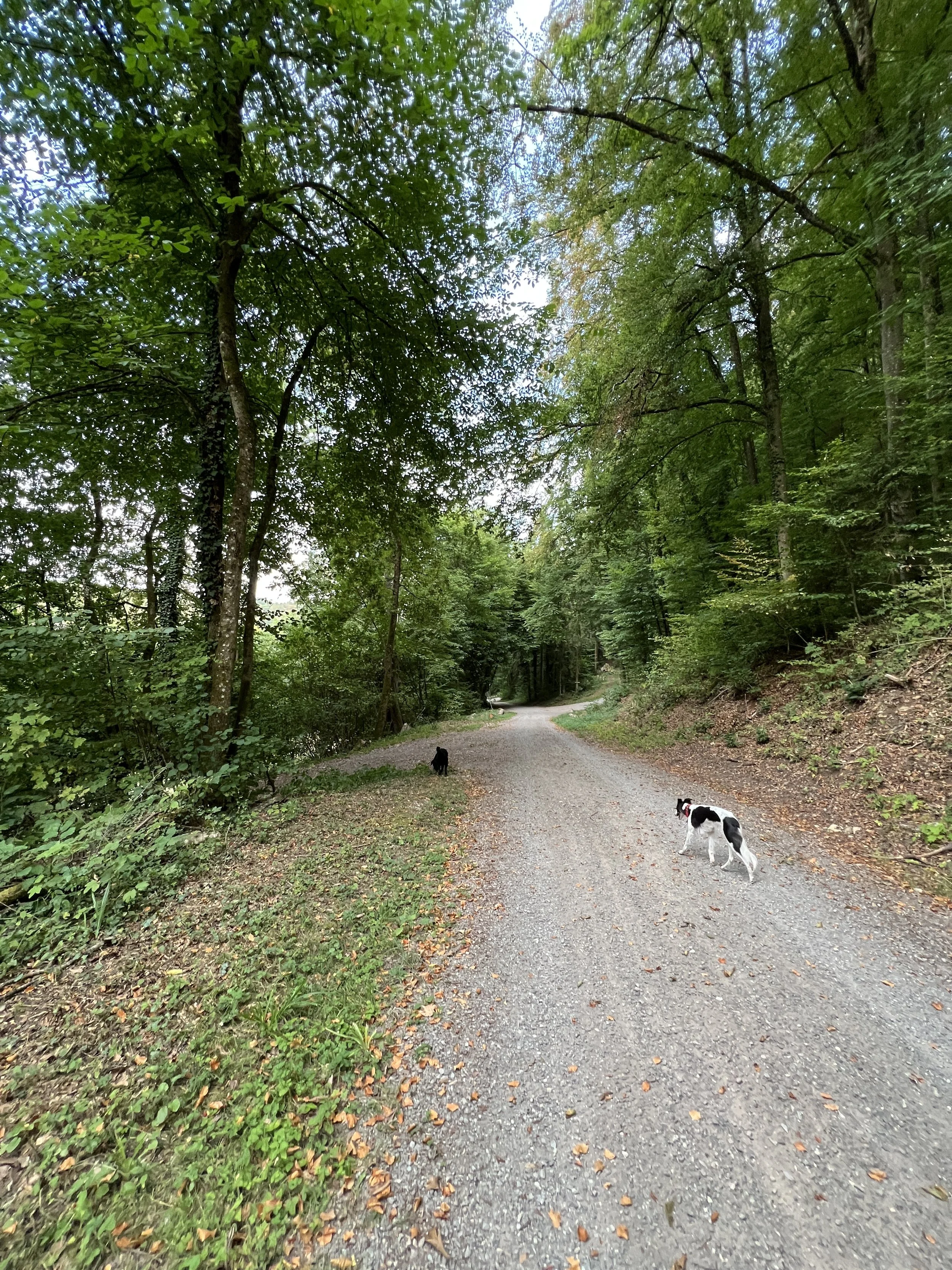 IMG_3985.JPG