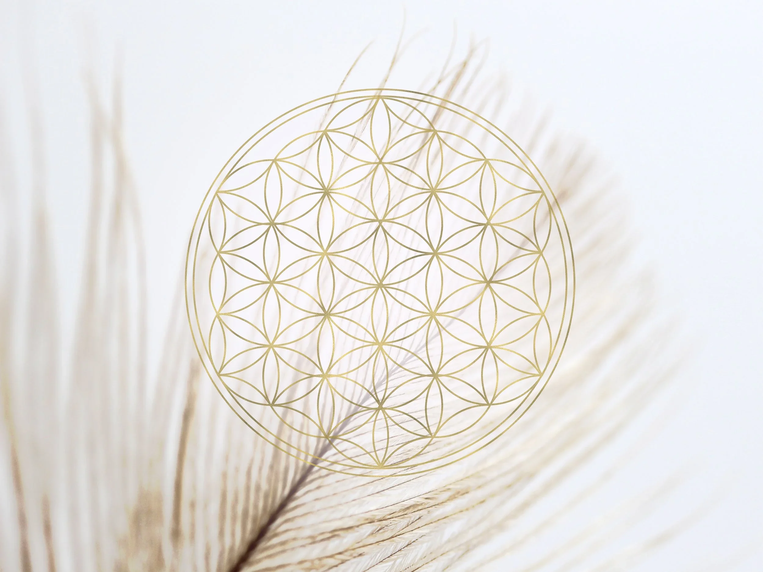 shutterstock_1139402963+(1).webp (Copy) (Copy)