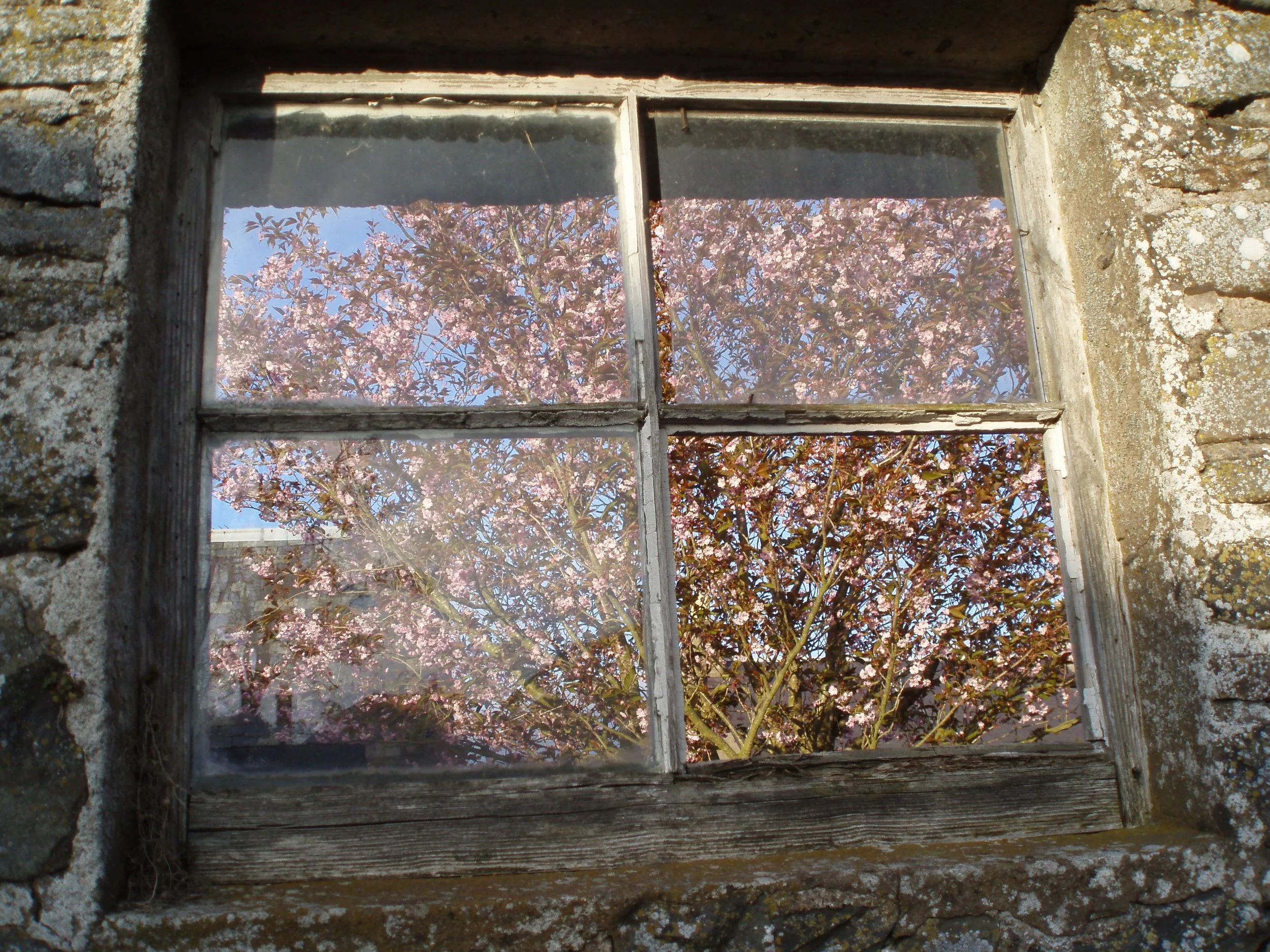 Musings - On Trees, and Returning