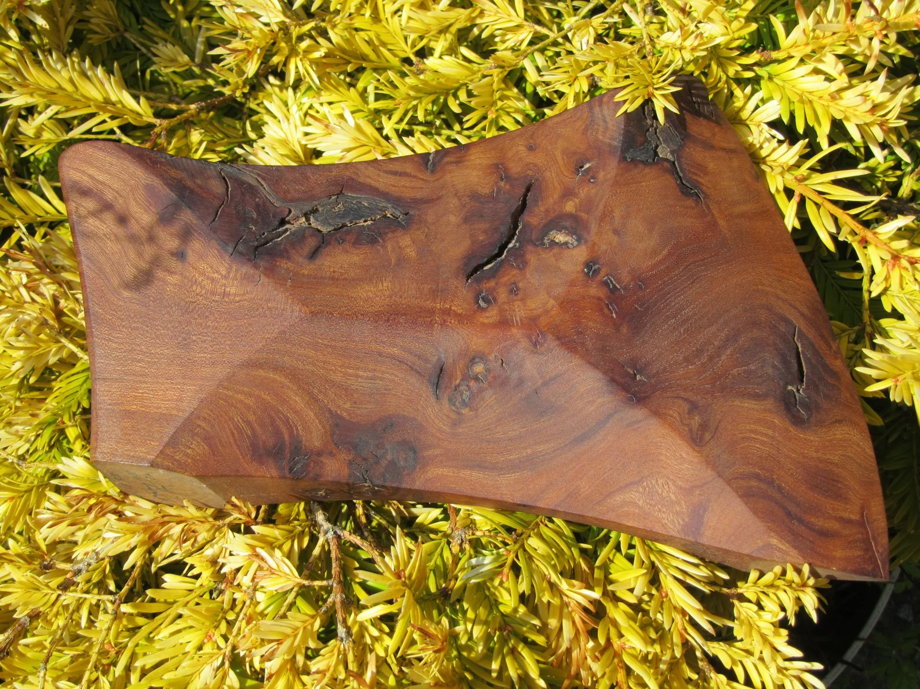 13th February 1986 Elm