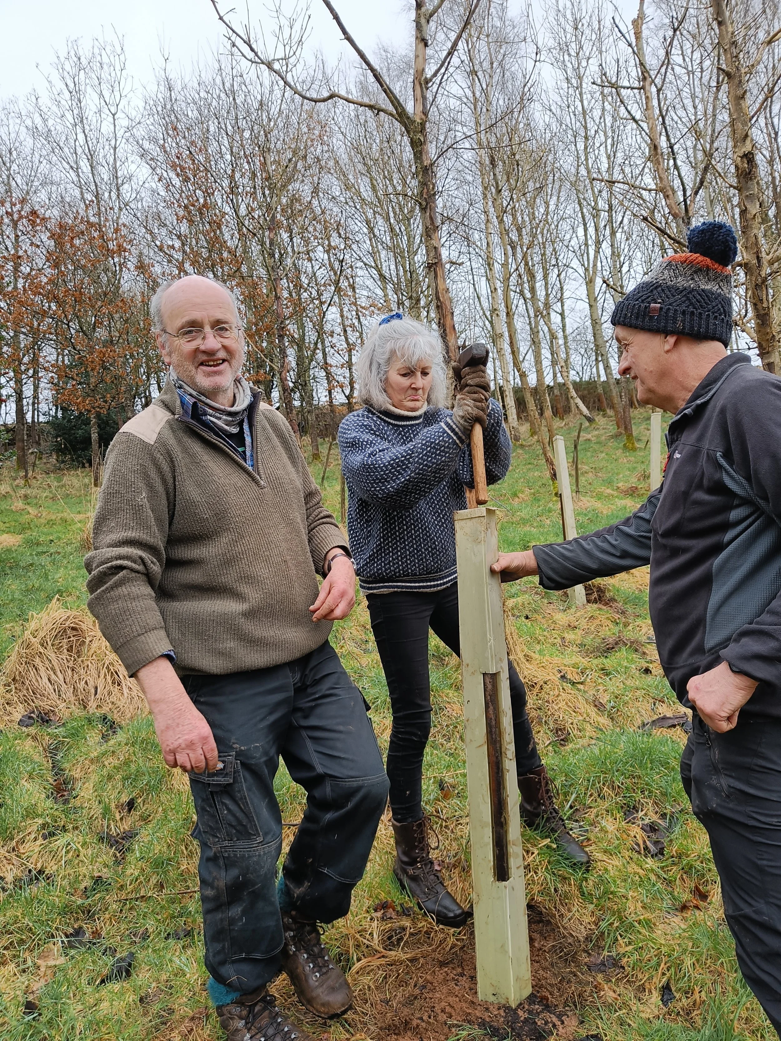 Three people planting a tree in a wooded outdoor area during daytime, with leafless trees in the background.